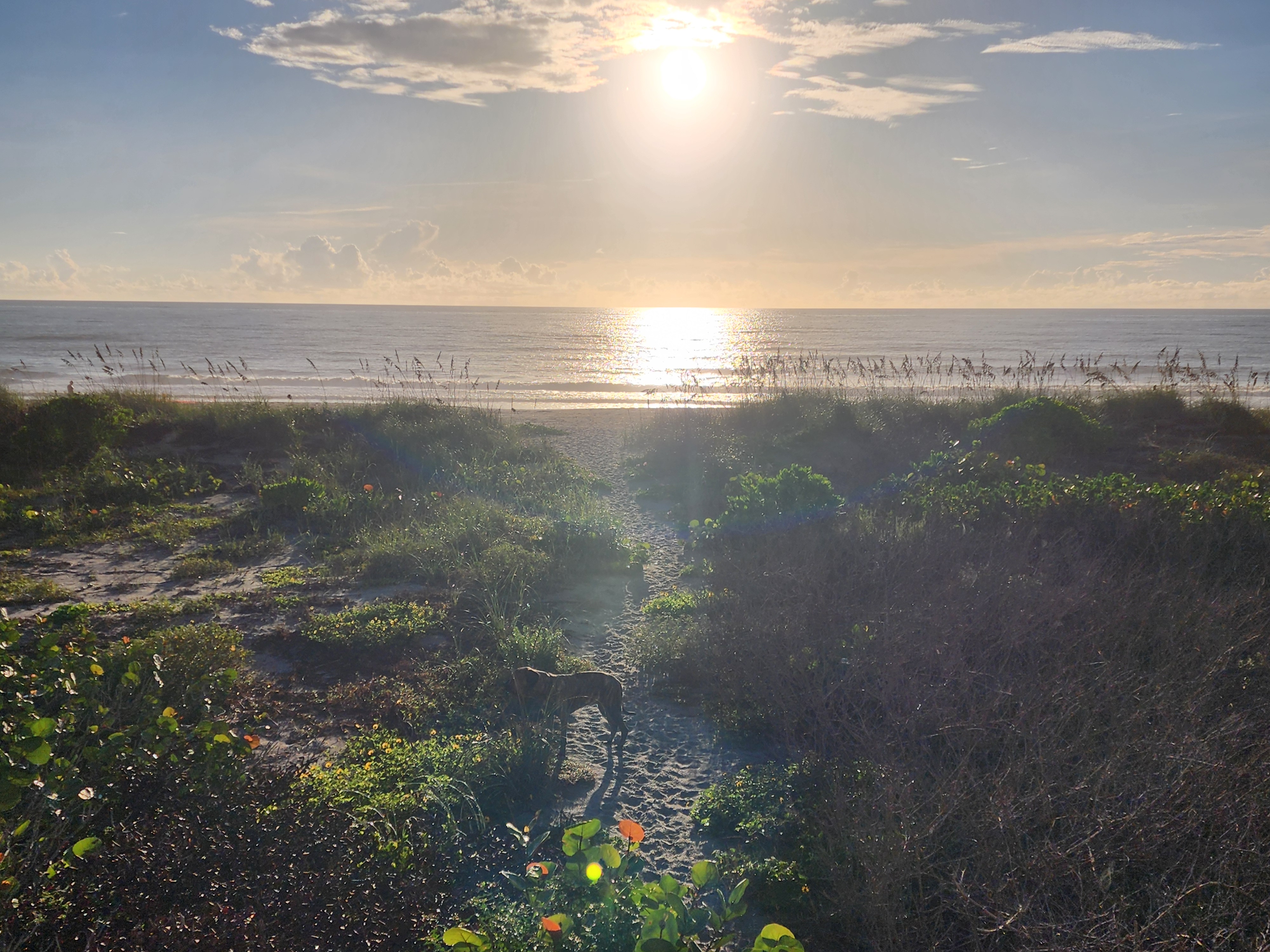 Athena the brindle surf dog on the dune walkover with the sun climbing over the Atlantic, South Cocoa Beach