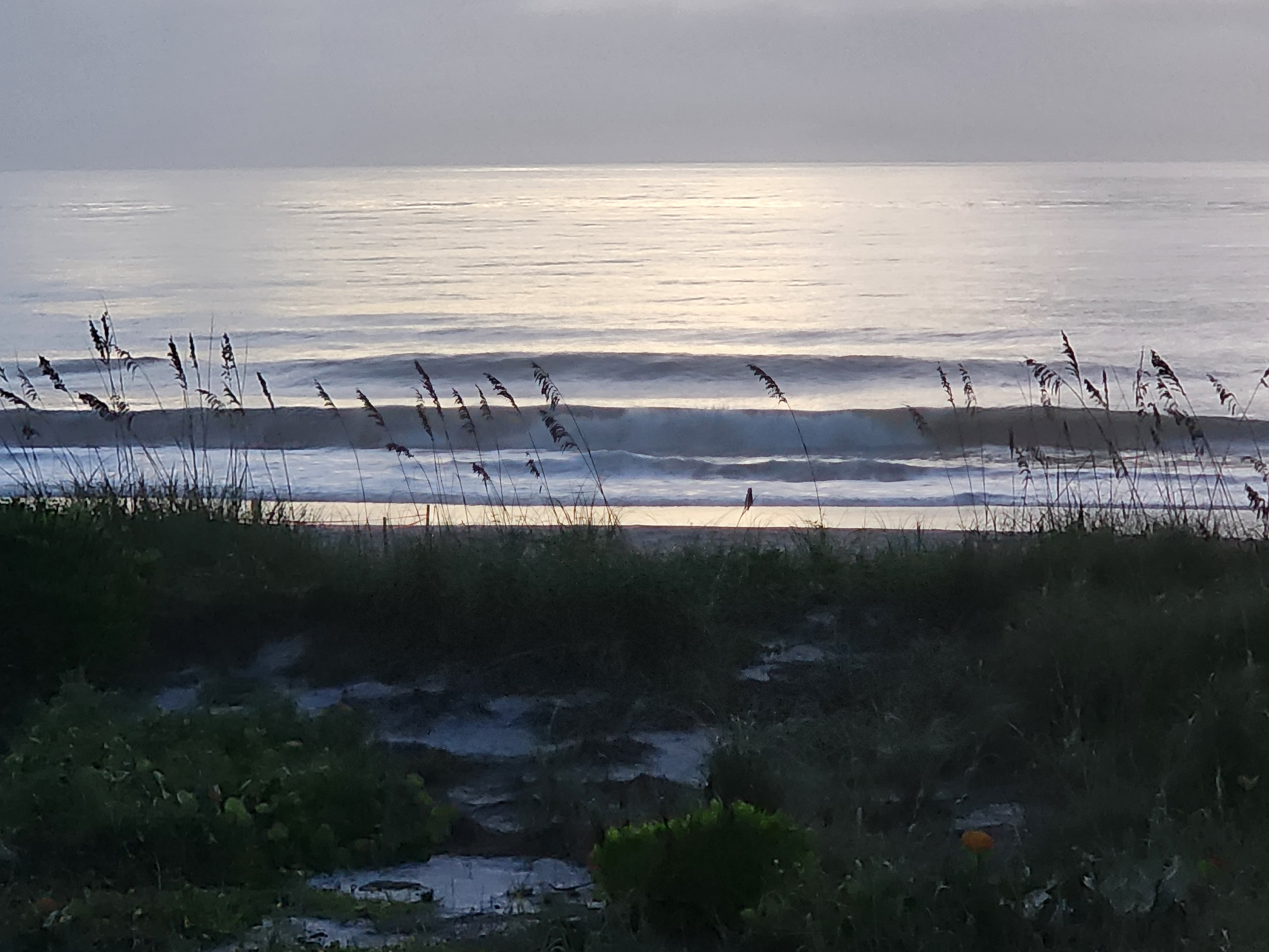 Chest-high wave breaking outside with a clean shoulder, framed by sea oats on the dune at Picnic Tables, South Cocoa Beach