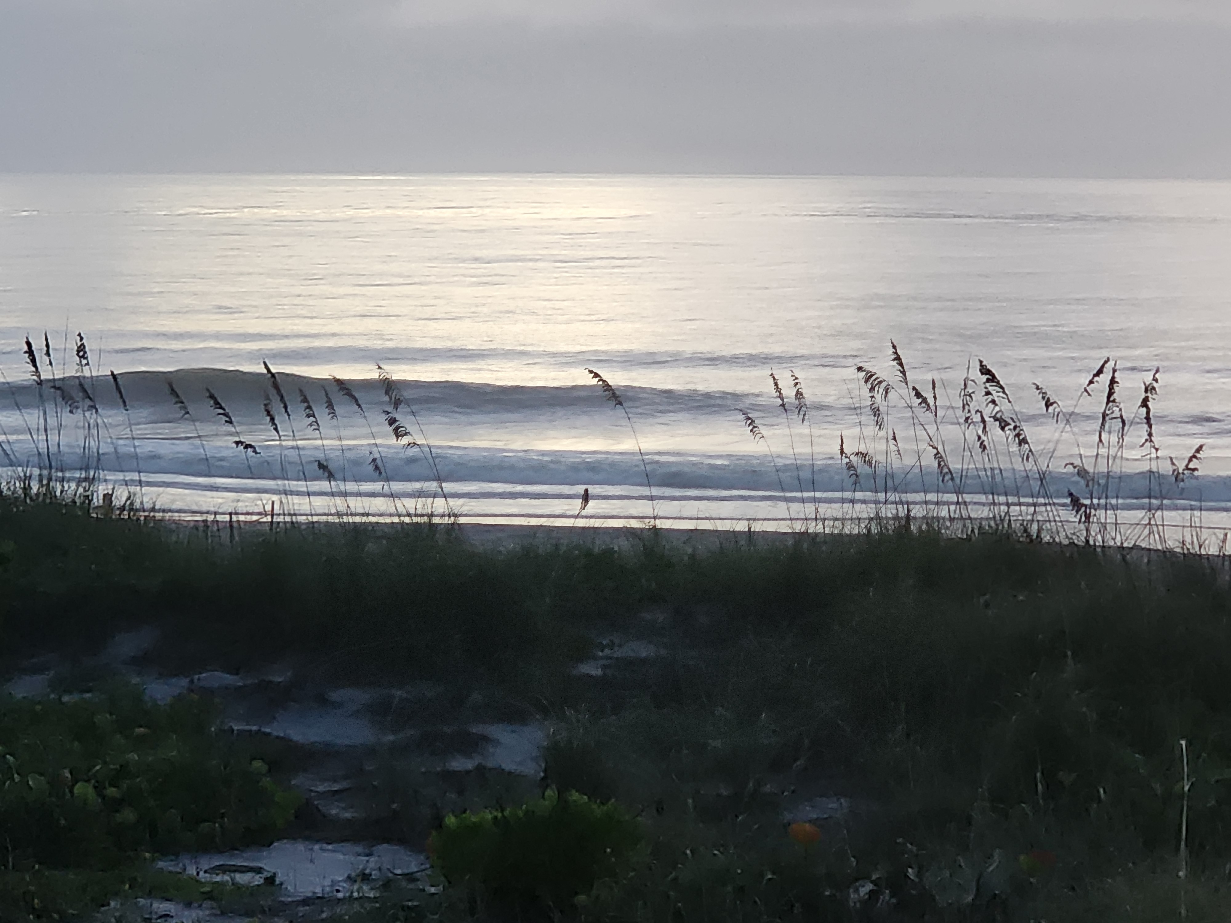 Peeling wave and glassy silver water viewed over the dune vegetation at first light, South Cocoa Beach, September 2026