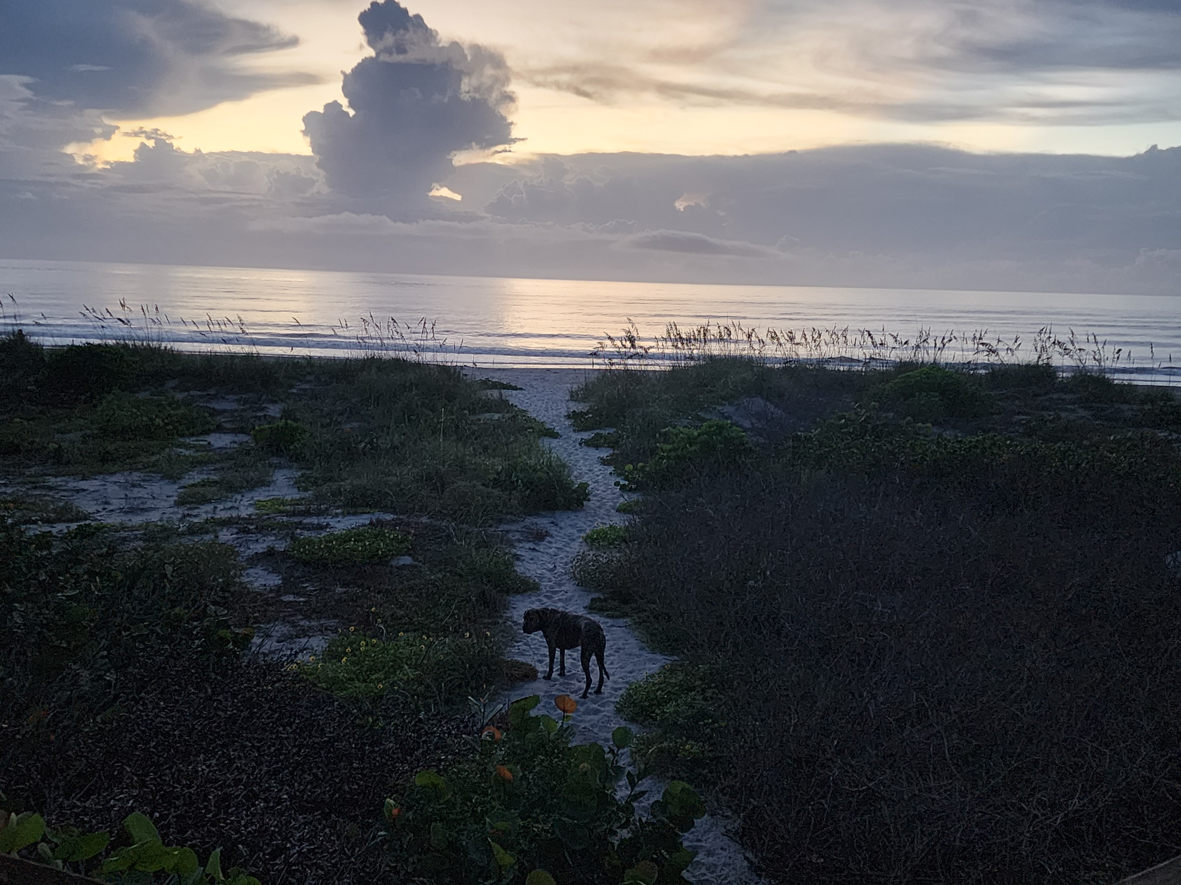 Athena the brindle surf dog on the sand path through the dune, sunrise thunderhead glowing over the ocean behind her