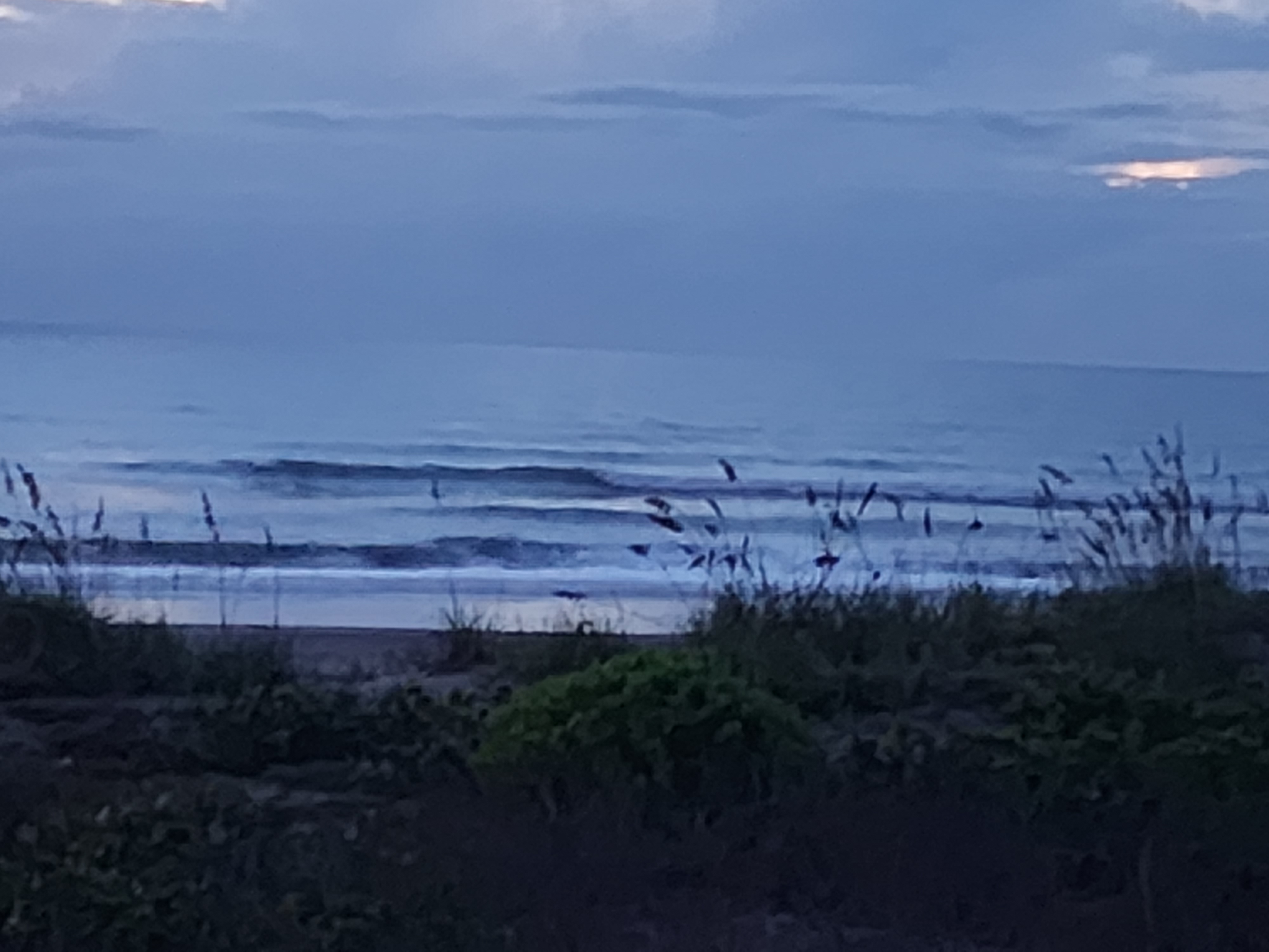 Soft blue pre-sunrise light over small waves seen through the dune grass, South Cocoa Beach