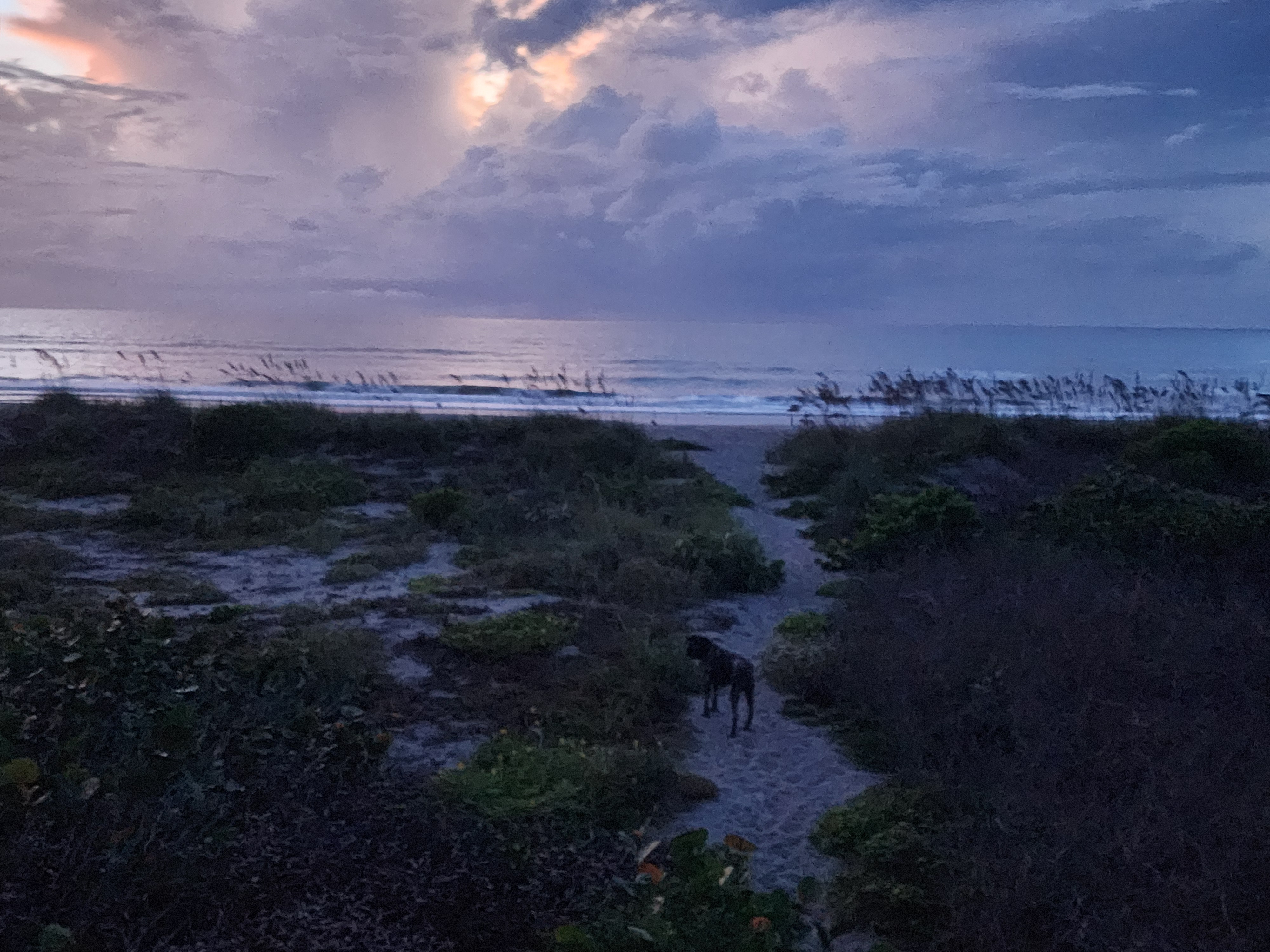 Athena the brindle surf dog exploring the sandy path through the dune at dusk light, South Cocoa Beach