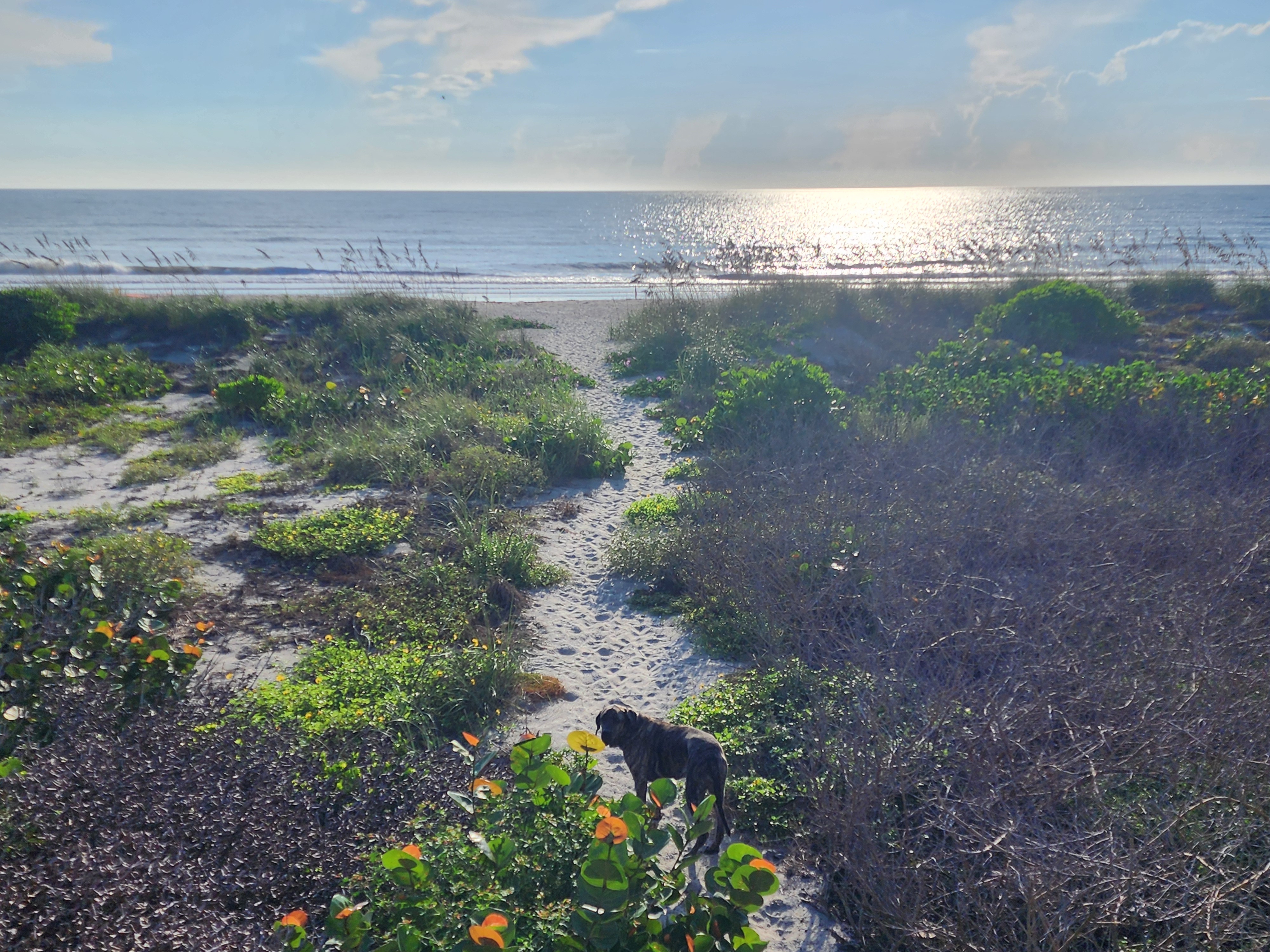 Athena standing on the sand path through the dunes, sun track across the ocean beyond