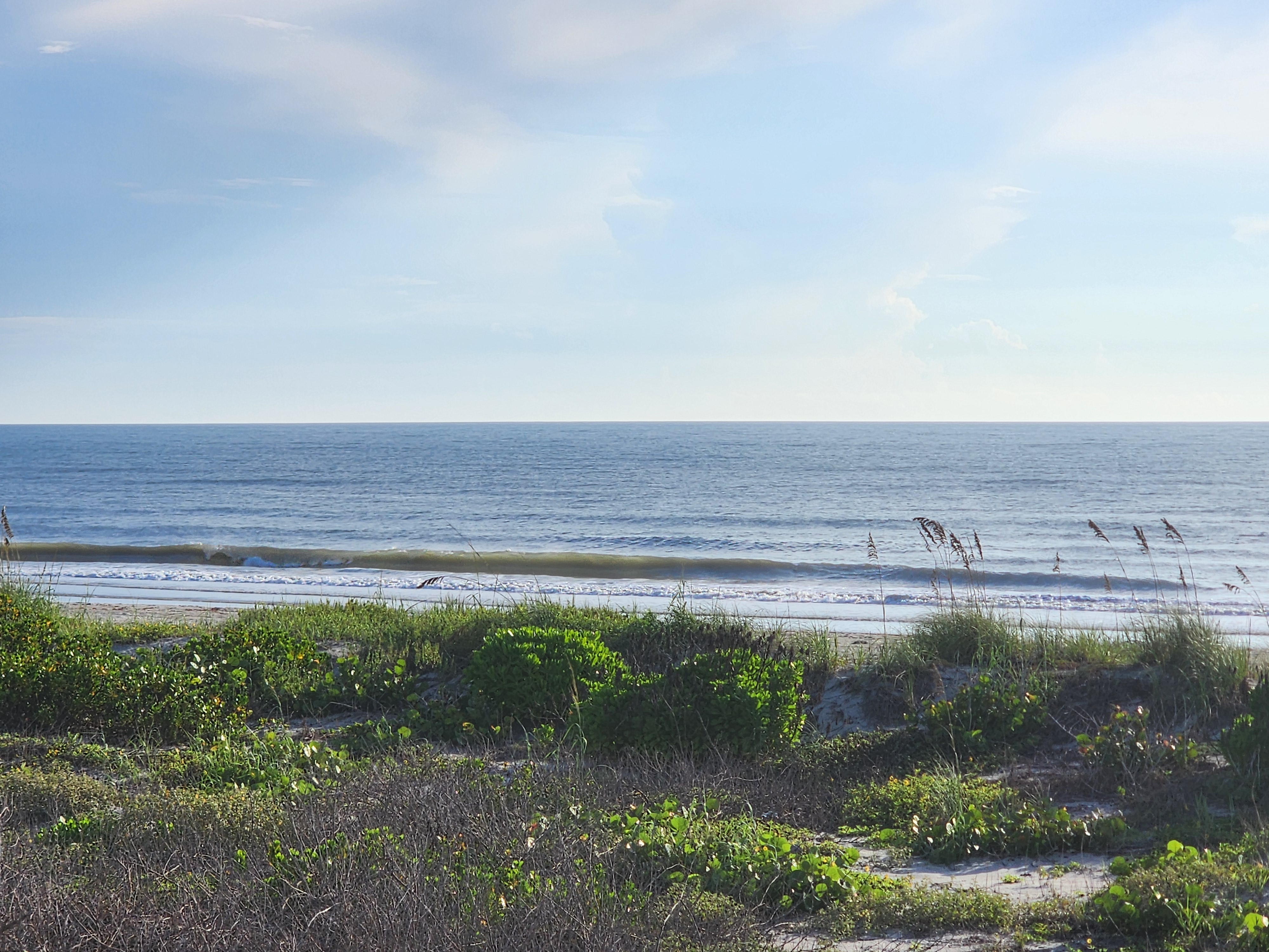 Wide view of a long, thin wave breaking down the line with the dune vegetation in the foreground