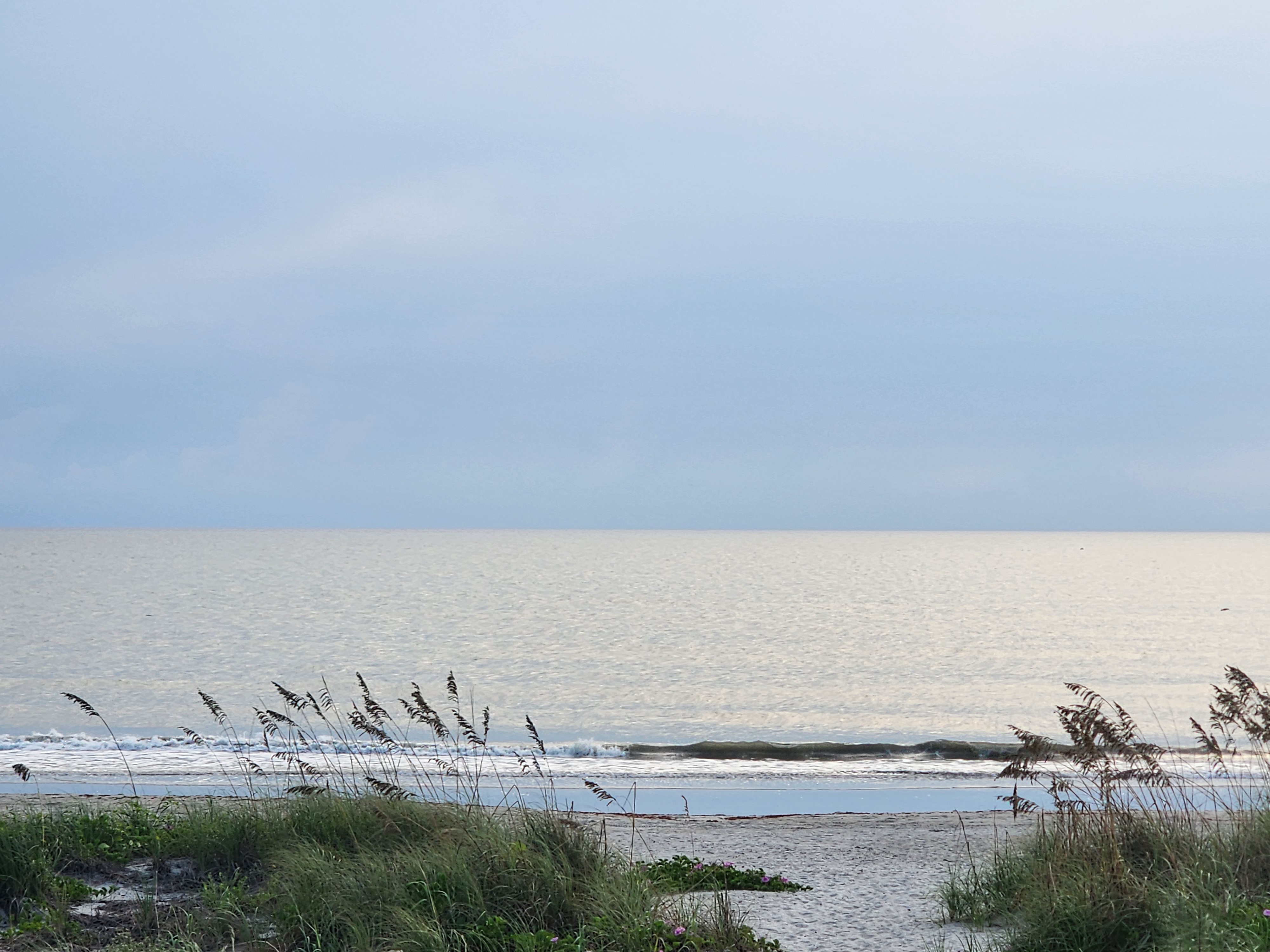 Silver morning light on a nearly flat ocean with a knee-high line breaking past sea oats and pink railroad vine flowers, South Cocoa Beach, September 2026