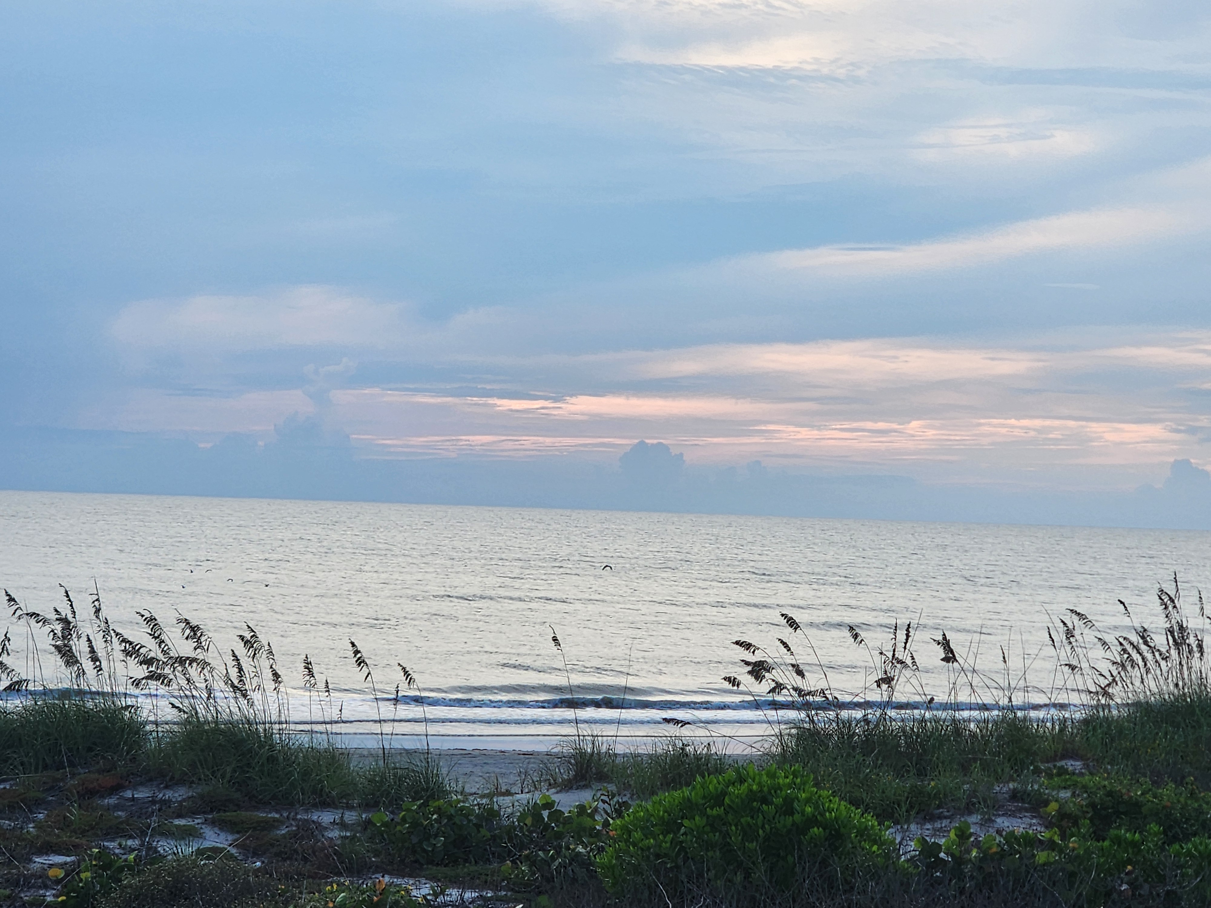 Pelicans skimming a calm gray-pink ocean at dawn with sea oats framing the shoreline at 32nd Street, South Cocoa Beach, September 2026