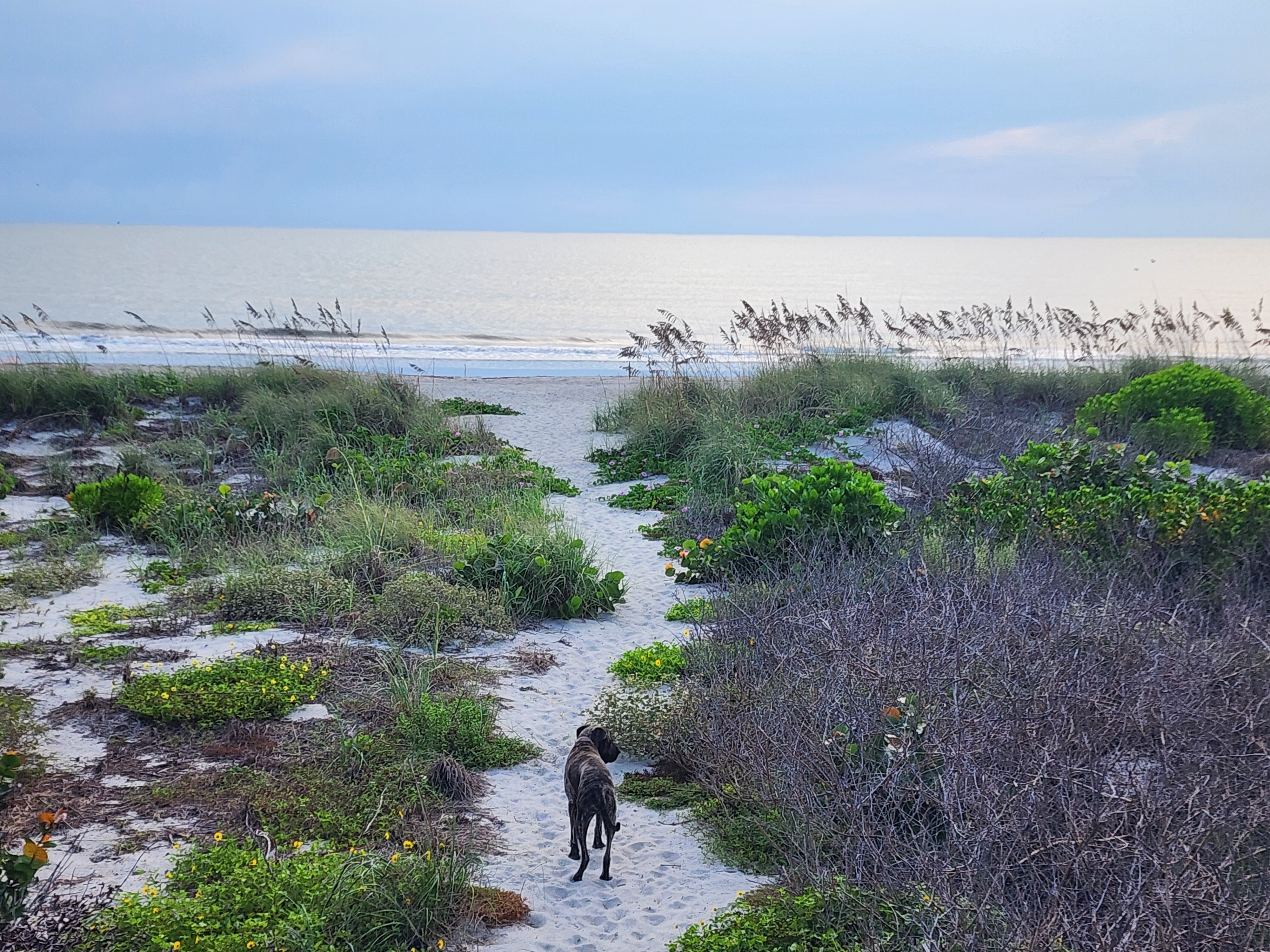 Athena the brindle surf dog standing on the sandy dune crossover trail lined with wildflowers, looking out toward the flat morning surf, South Cocoa Beach, September 2026