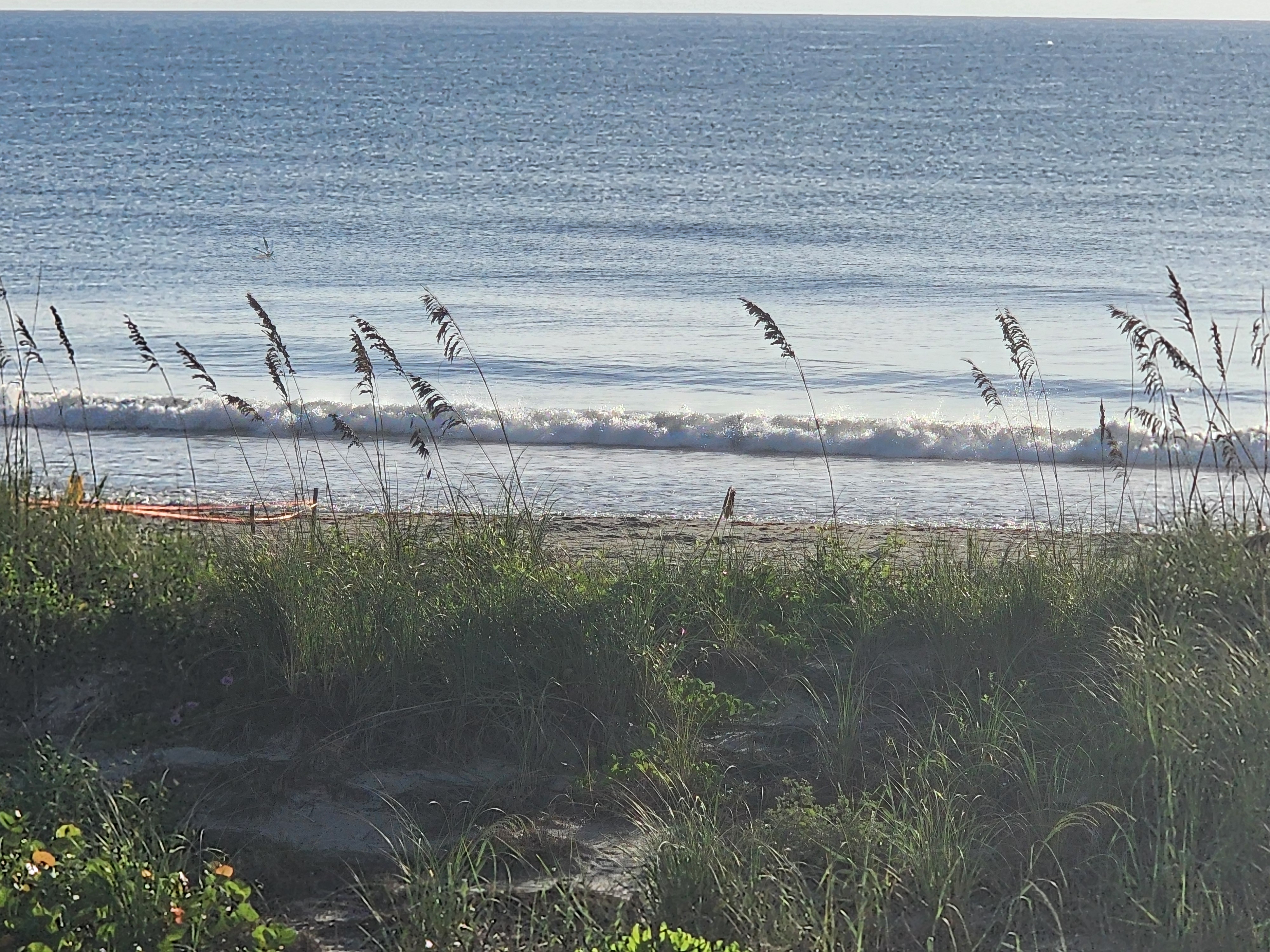 Small glassy 0-1 foot wave sparkling as it breaks close to shore, framed by sea oats and dune vegetation at 32nd Street, South Cocoa Beach, September 2026