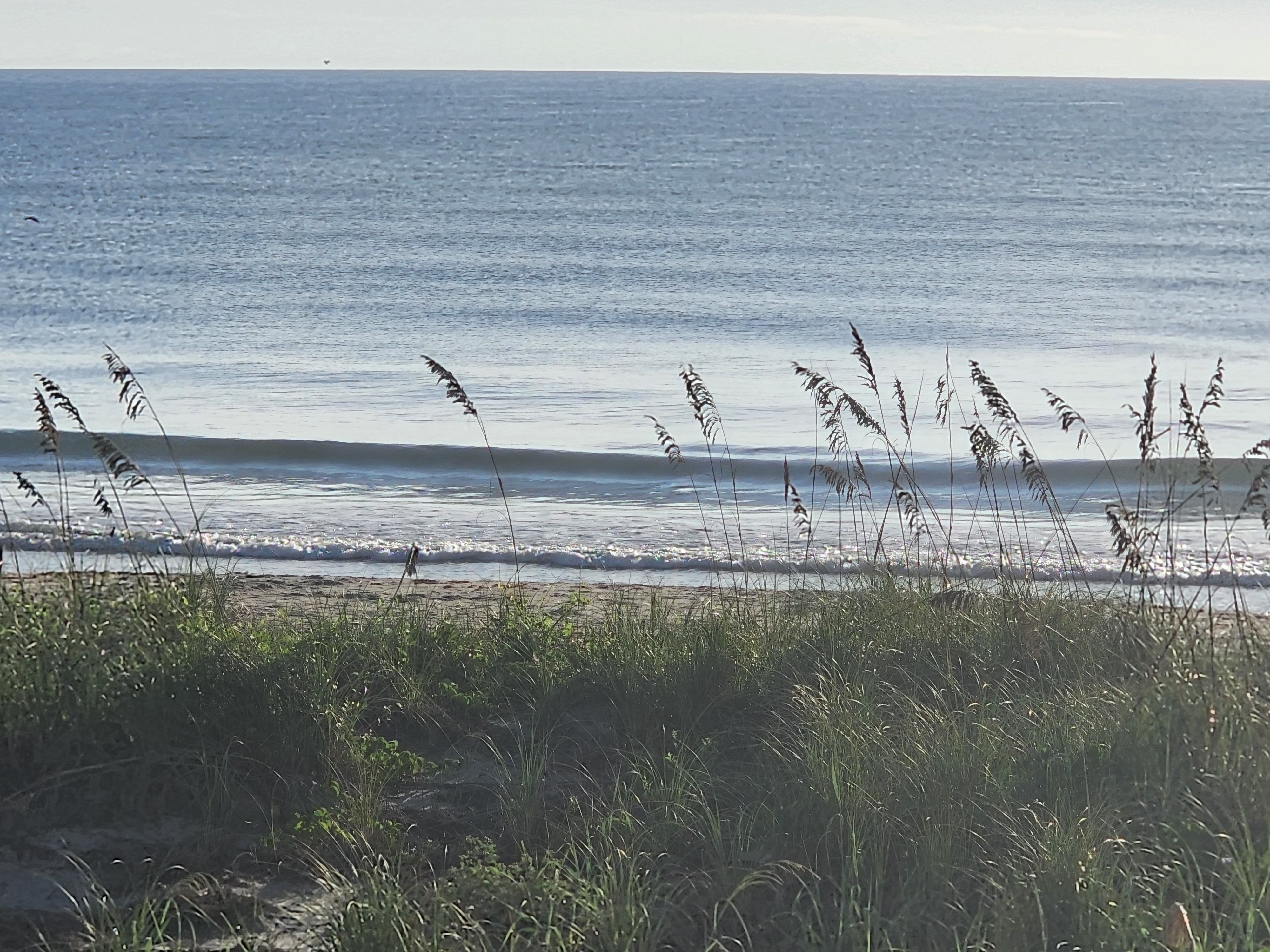 Clean ankle-high line peeling in backlit morning sun over a deep blue ocean, seen through sea oats at 32nd Street, South Cocoa Beach, September 2026