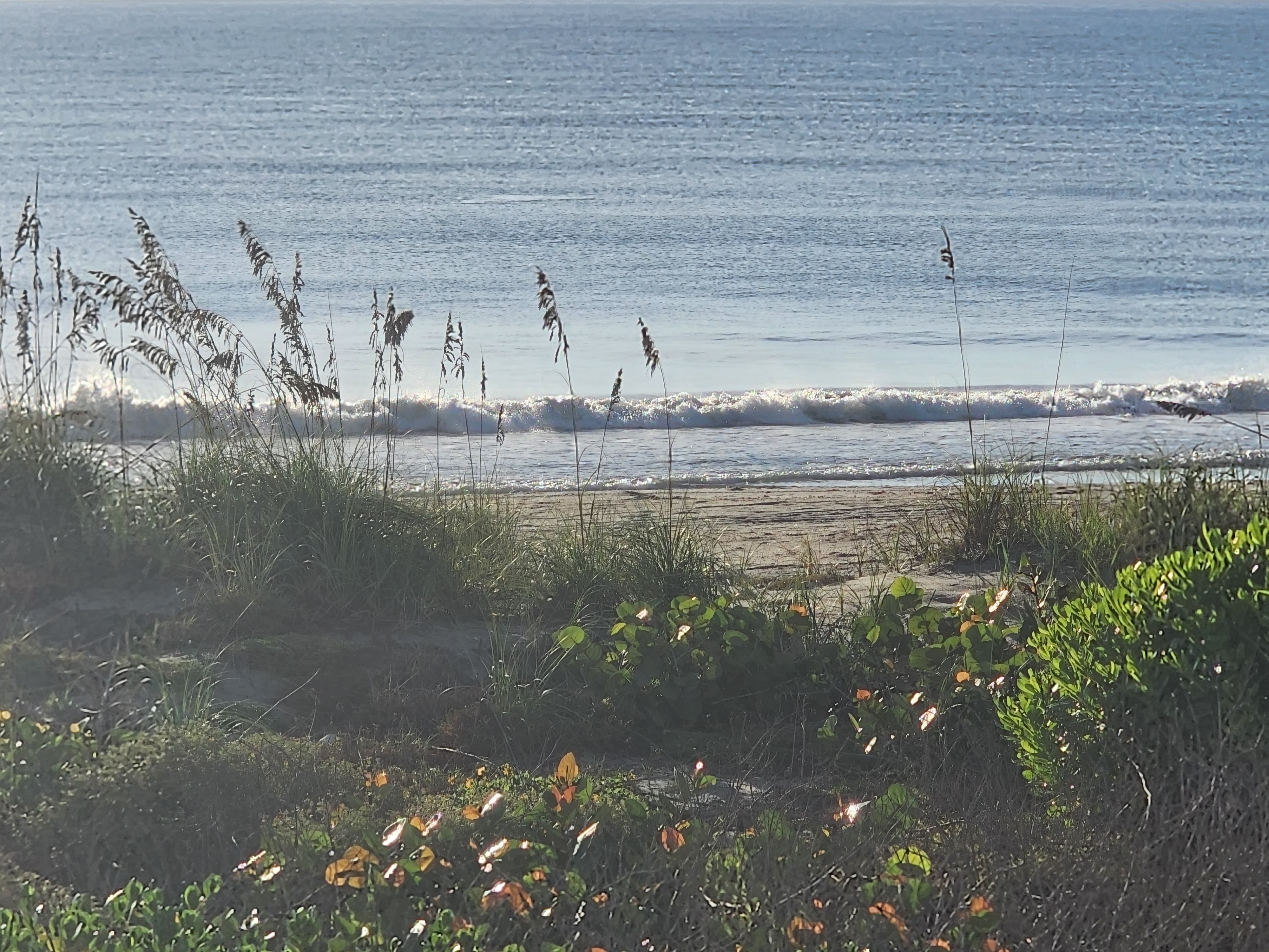 Backlit whitewater from a small clean wave sliding up the sand past a dune of sea oats and sunlit railroad vine, South Cocoa Beach, September 2026