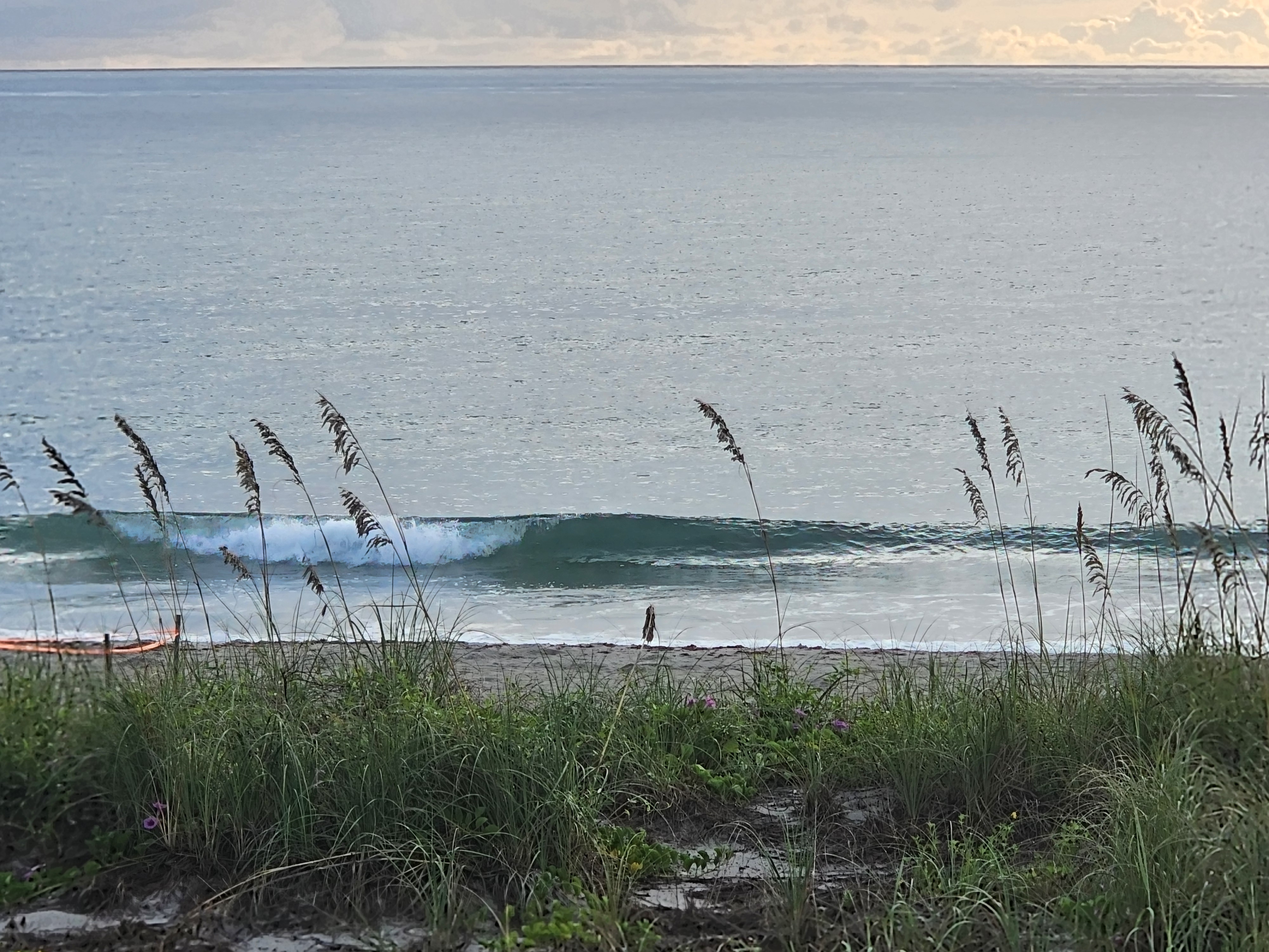 Knee-high wave standing up green and glassy before breaking, framed by sea oats and dune grass at 32nd Street, South Cocoa Beach, September 2026