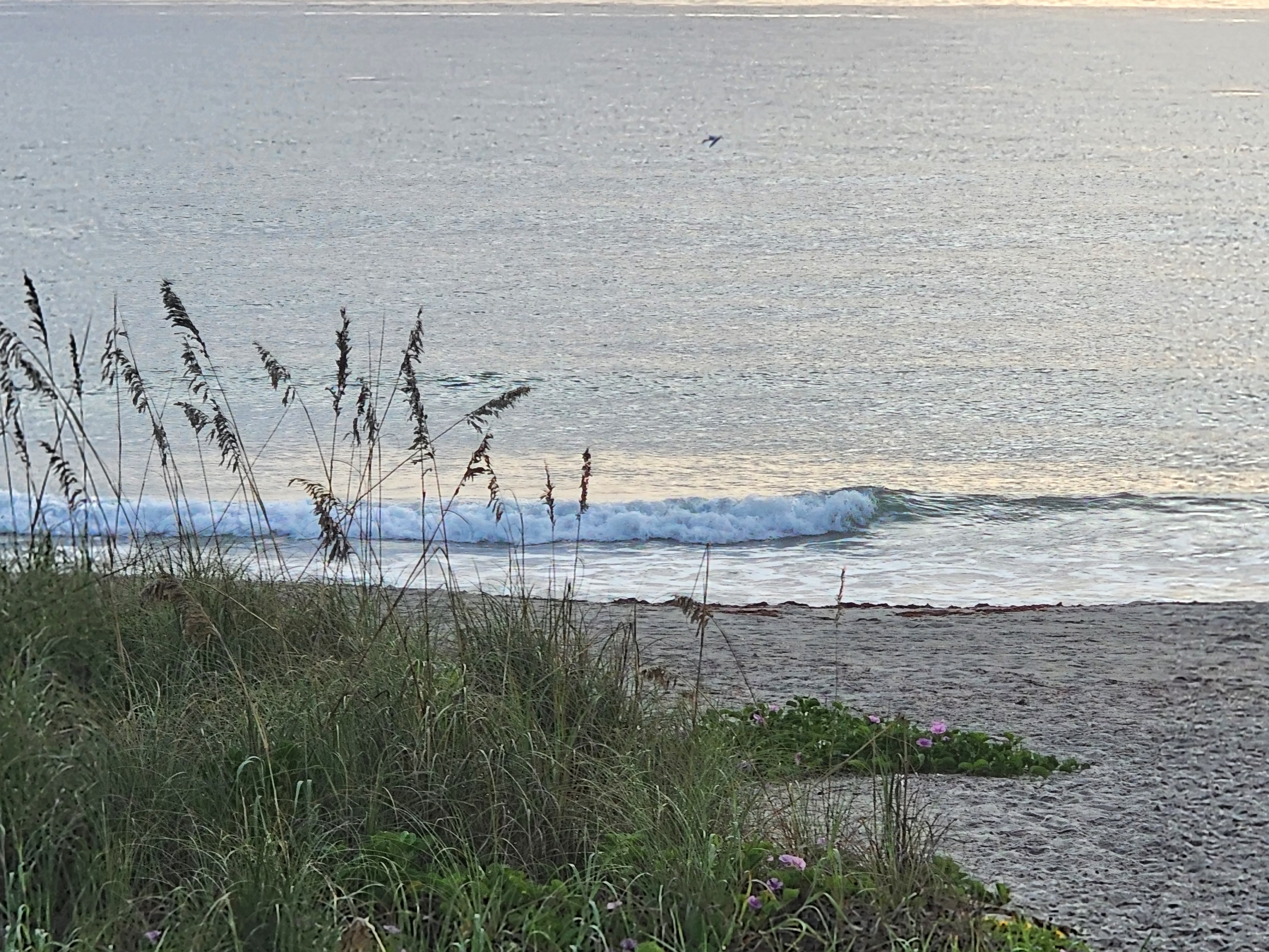 Light offshore breeze holding up a small shorebreak wave over a silver ocean, sea oats and morning glories in the foreground, South Cocoa Beach, September 2026