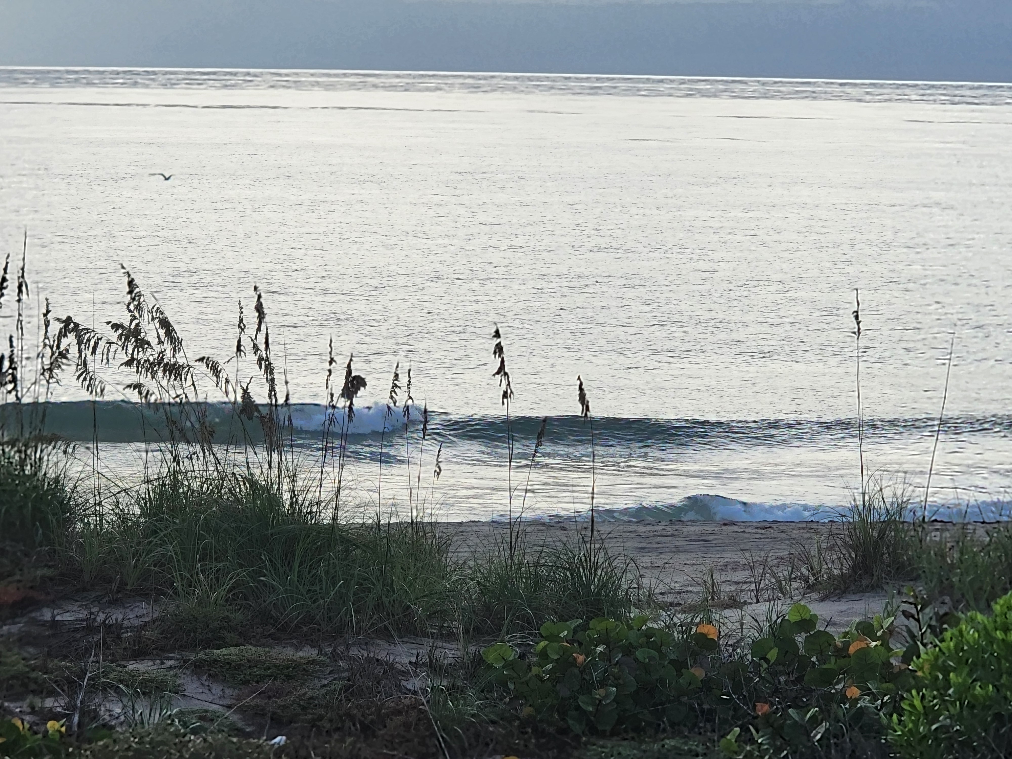 Two small clean lines stacked up on a silver high tide ocean seen through sea oats and railroad vine at 32nd Street, South Cocoa Beach, September 2026