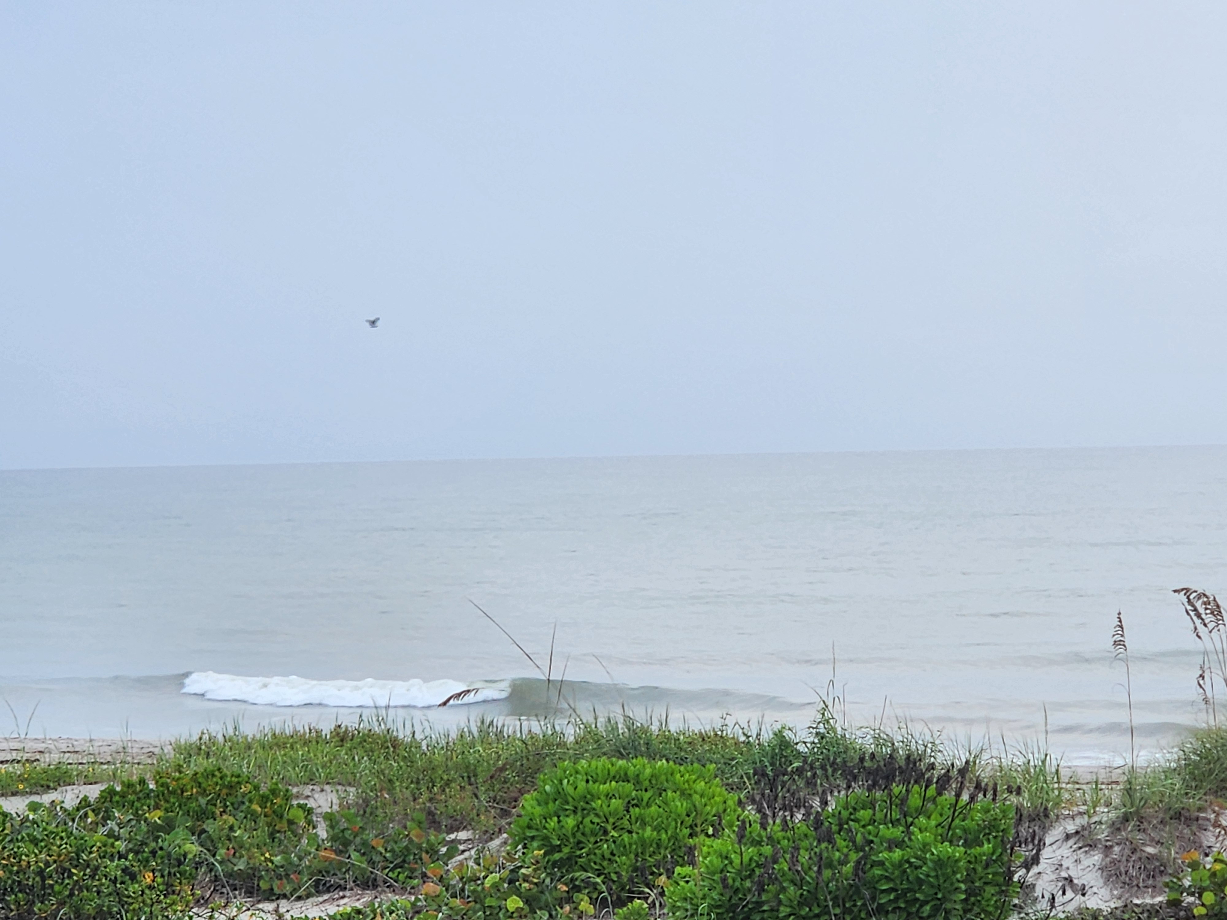 A small wave breaking into whitewater close to shore under flat gray sky, a gull overhead and dune plants in the foreground