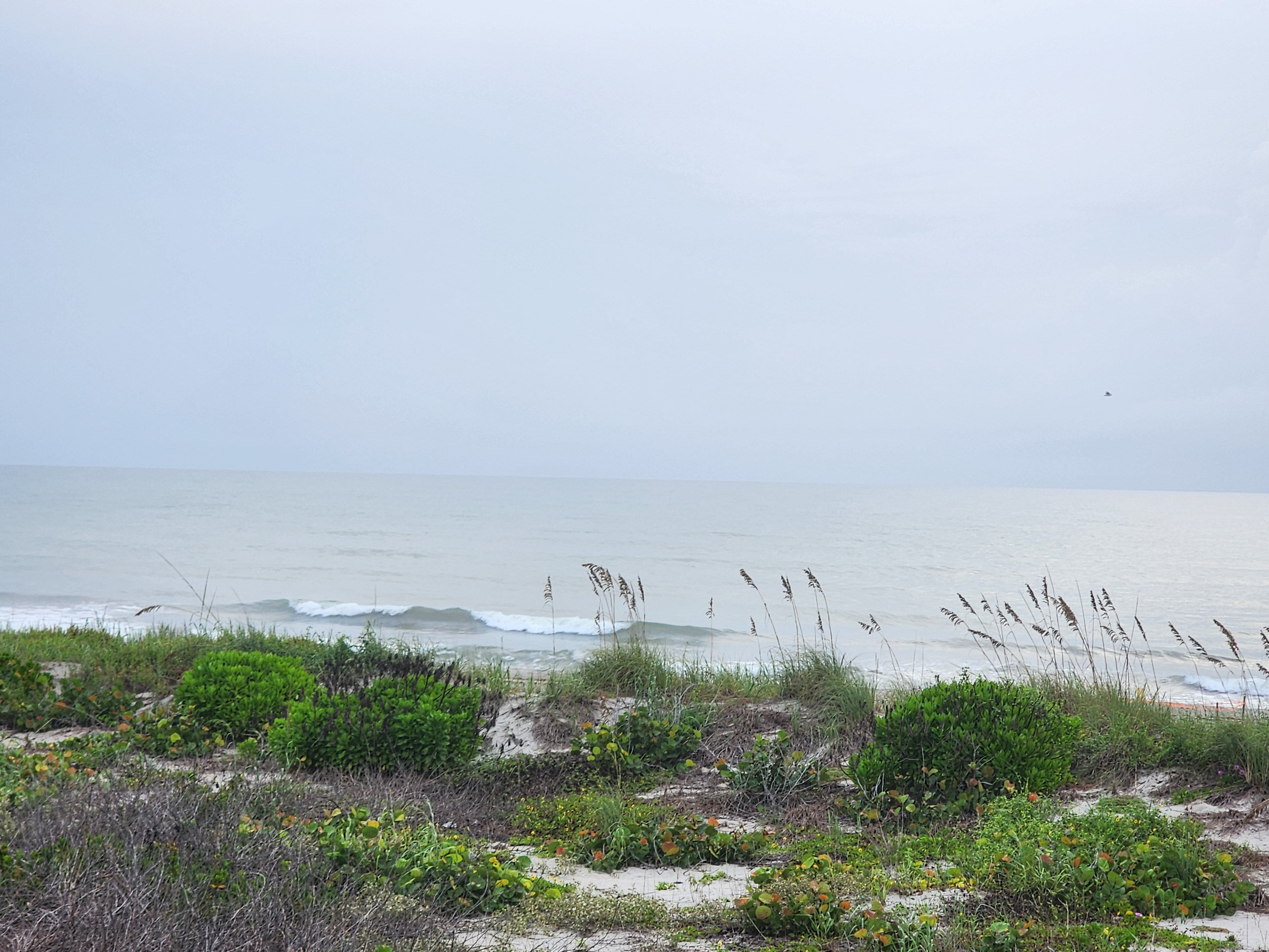 Overcast morning with a short line of whitewater peeling along the beach, sea oats and dune vegetation across the foreground