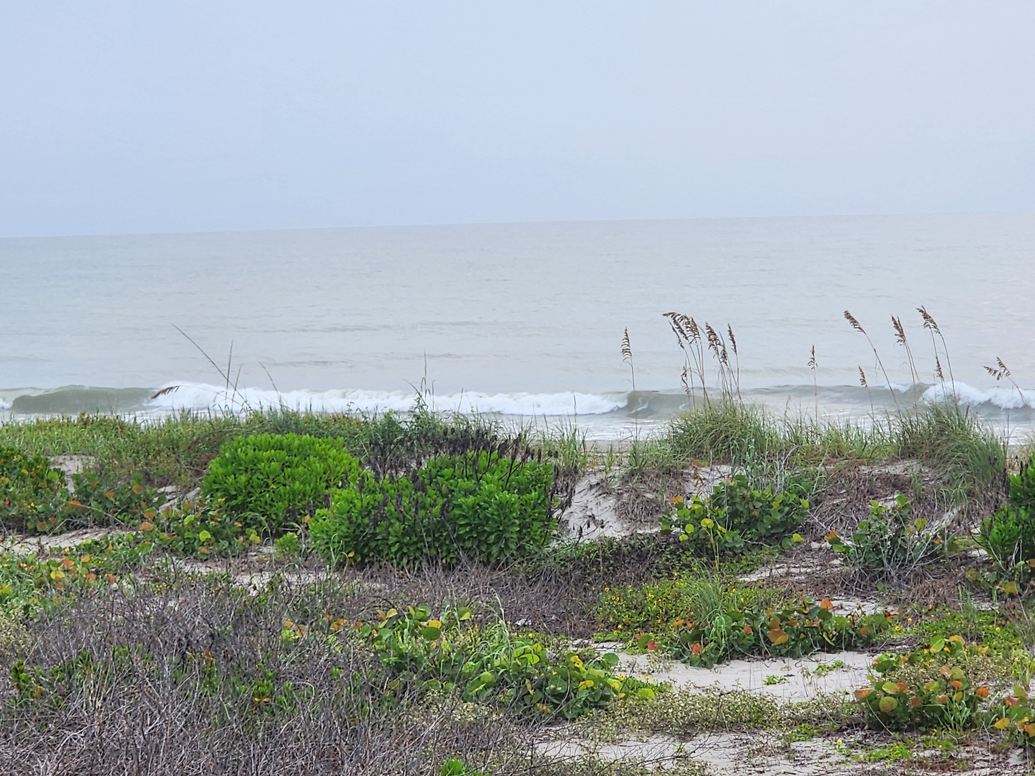 Waist-high wave crumbling along the sandbar seen over sea oats and green dune scrub