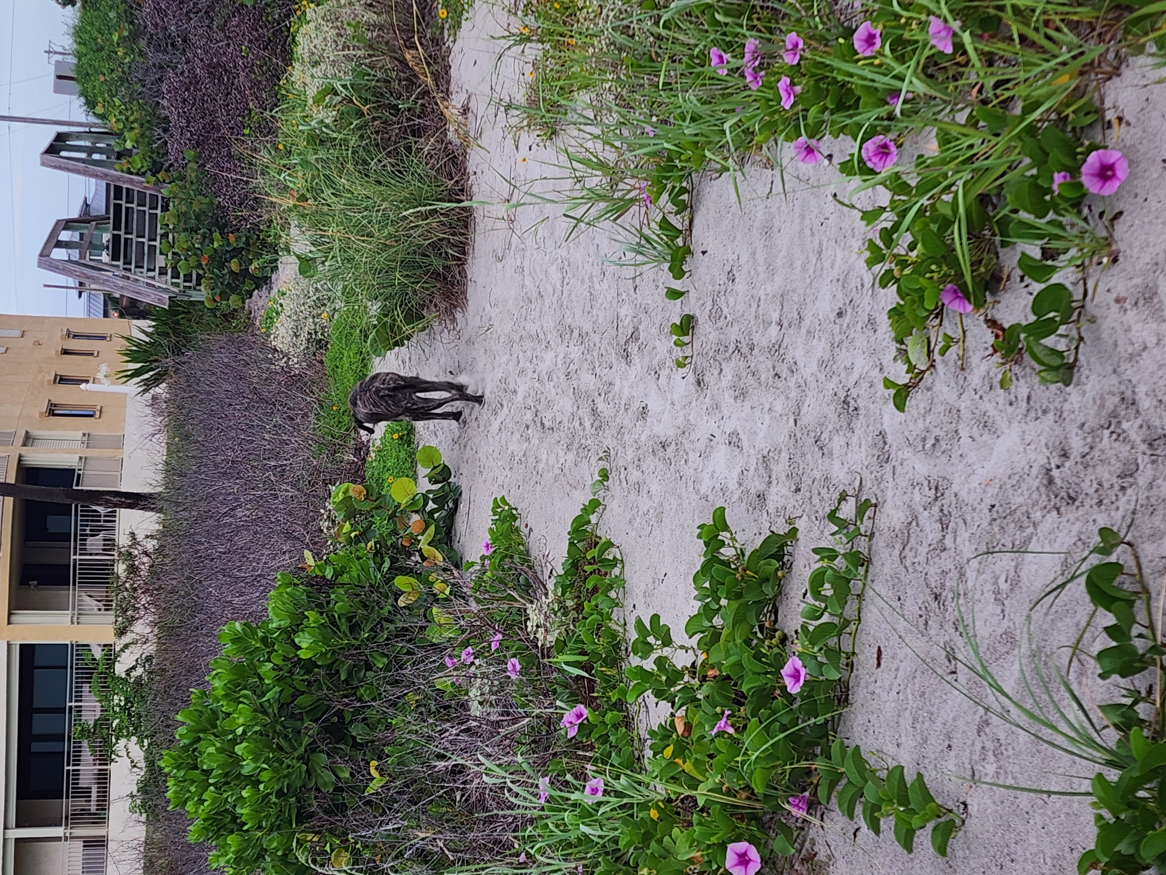 A brindle dog walking up the sandy dune path lined with pink morning glories, beachside condos ahead