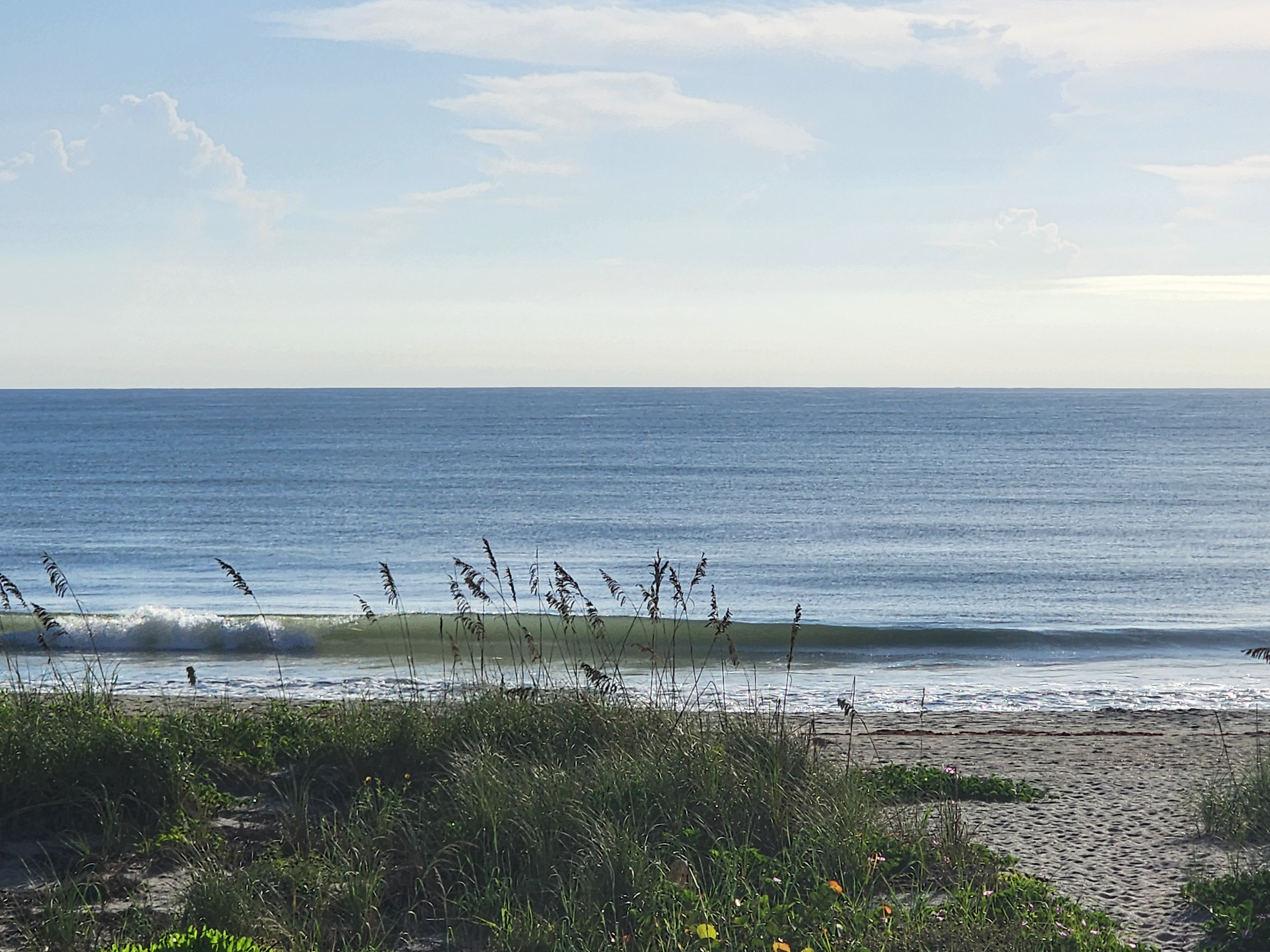 Clean 1-2 foot wave peeling green and glassy close to shore under blue morning skies, seen through sea oats at 32nd Street, South Cocoa Beach, September 2026
