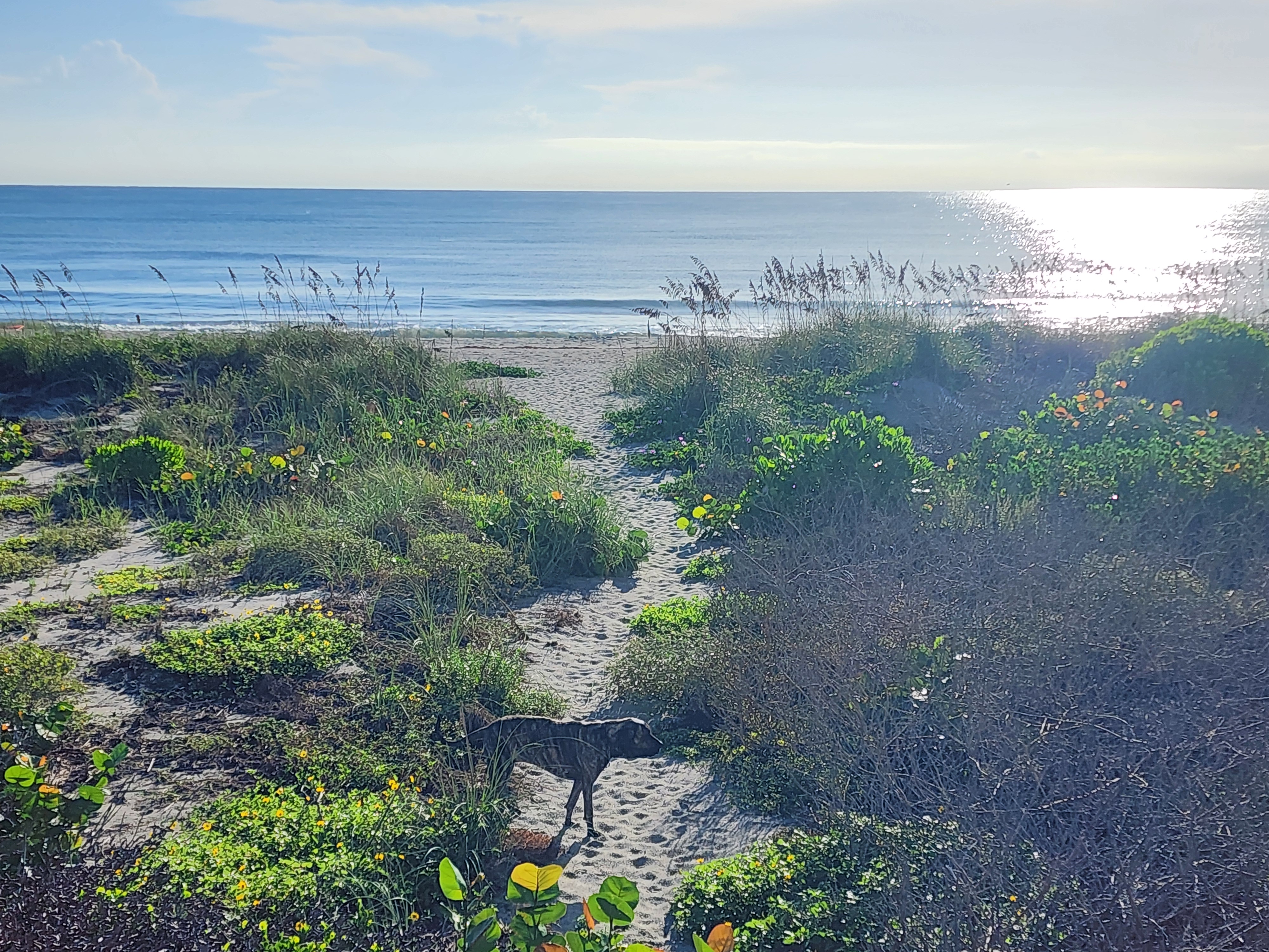 Athena the brindle surf dog on the sandy dune crossover trail lined with yellow and orange wildflowers, sunlight glinting off the ocean beyond, South Cocoa Beach, September 2026
