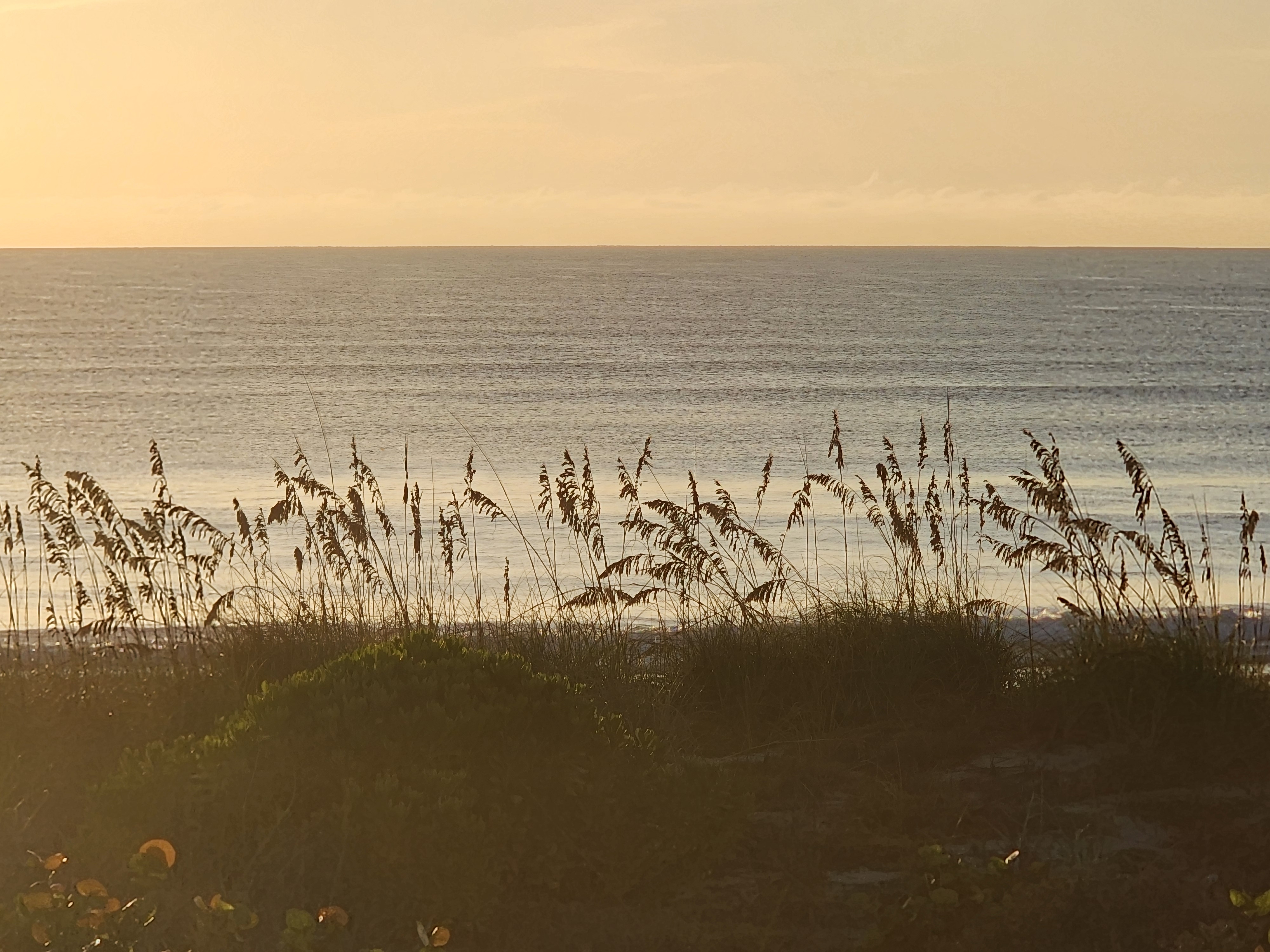 Warm morning light on a clean ocean with long swell lines behind a stand of backlit sea oats at 32nd Street, South Cocoa Beach, September 2026