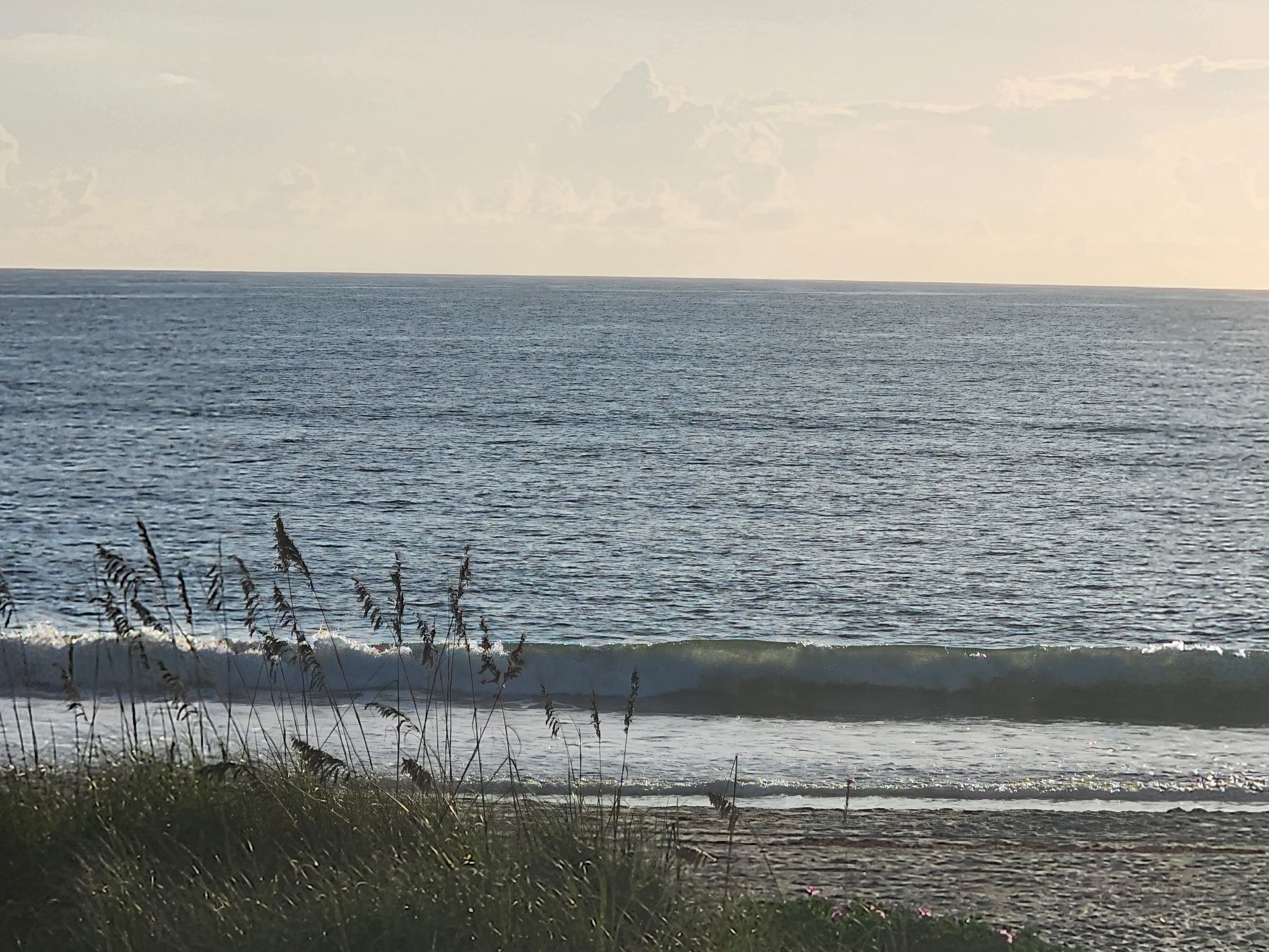 A small wave feathering on the low incoming tide behind silhouetted sea oats, with pink railroad vine flowers on the dune under a hazy morning sky, South Cocoa Beach