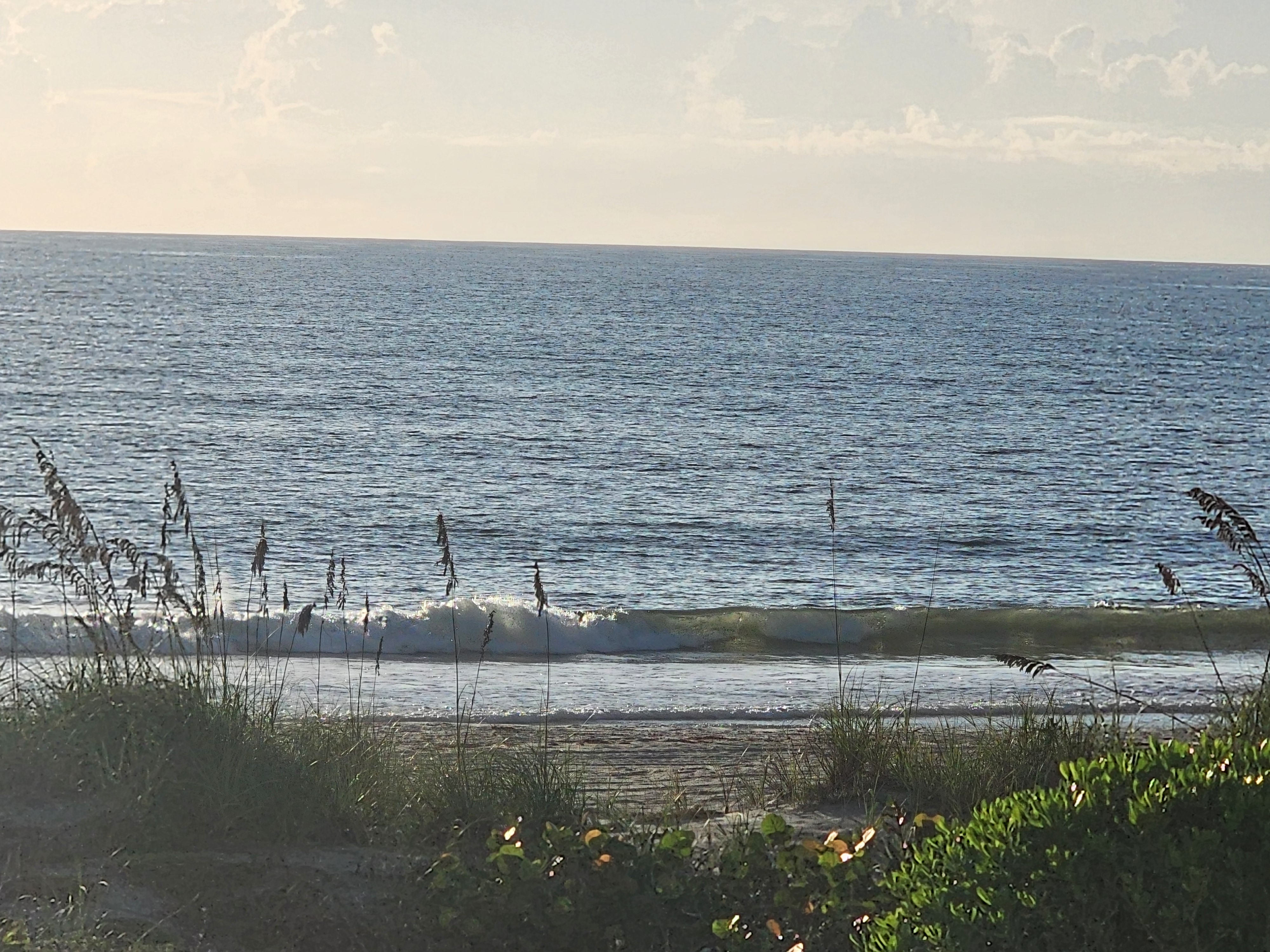 Knee-high wave breaking with a green glow through the lip, framed by sea oats and sunlit sea grapes at 32nd Street, South Cocoa Beach