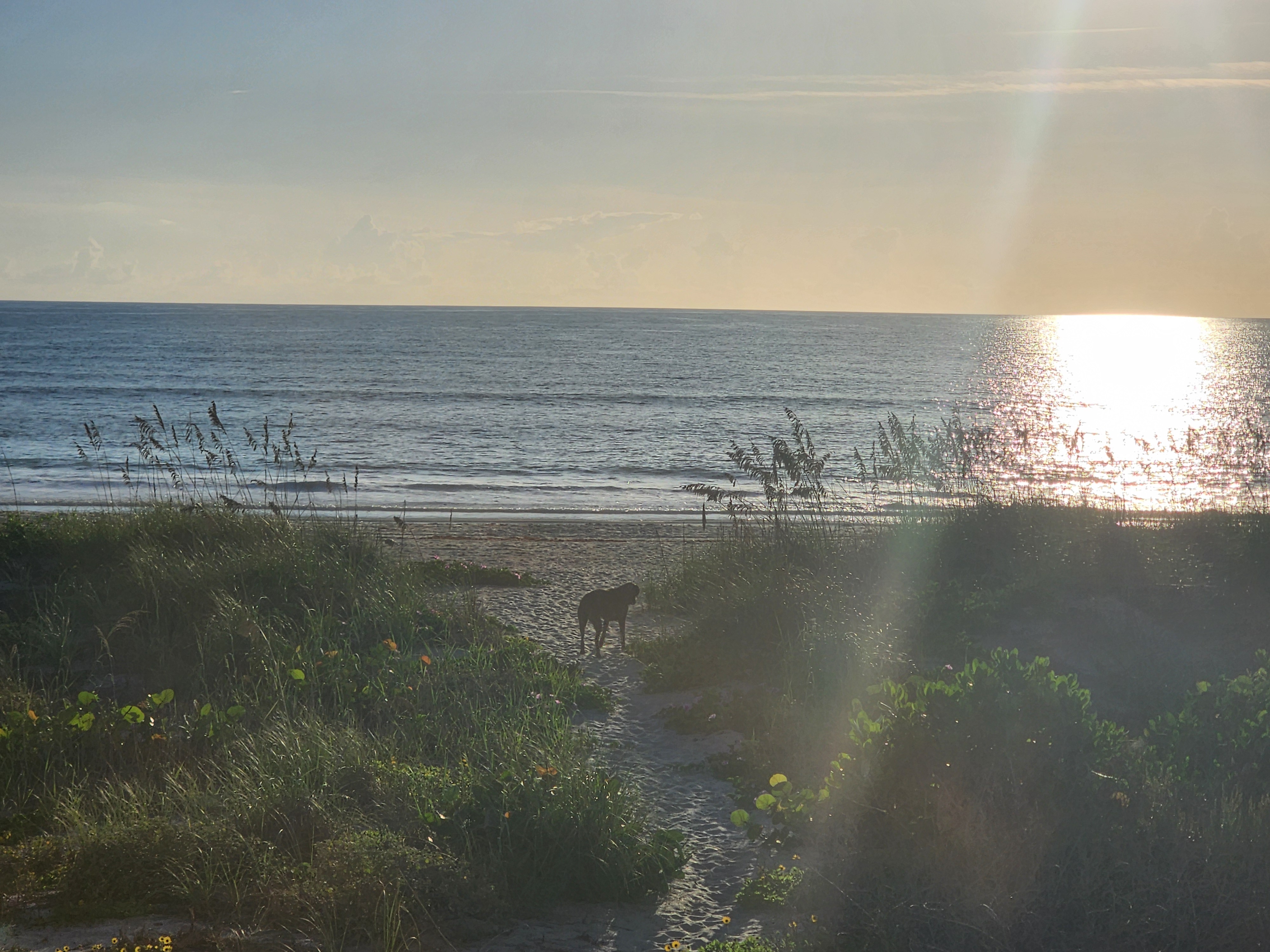 Athena the brindle surf dog heading down the sandy dune path toward the water, morning sun glaring off the Atlantic through the sea oats, South Cocoa Beach