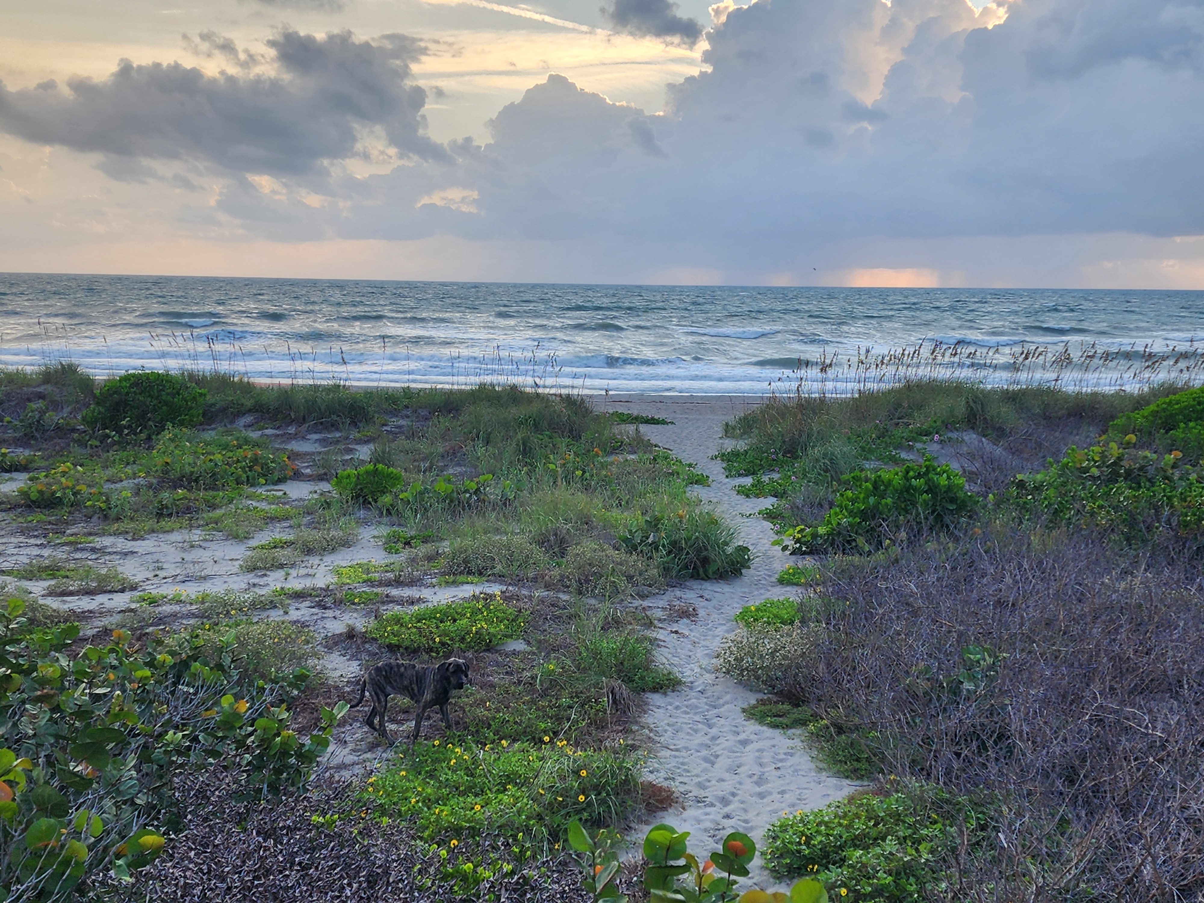 Athena the brindle surf dog on the dune path at Cocoa Beach, towering storm clouds and a rain shaft on the horizon over windy surf