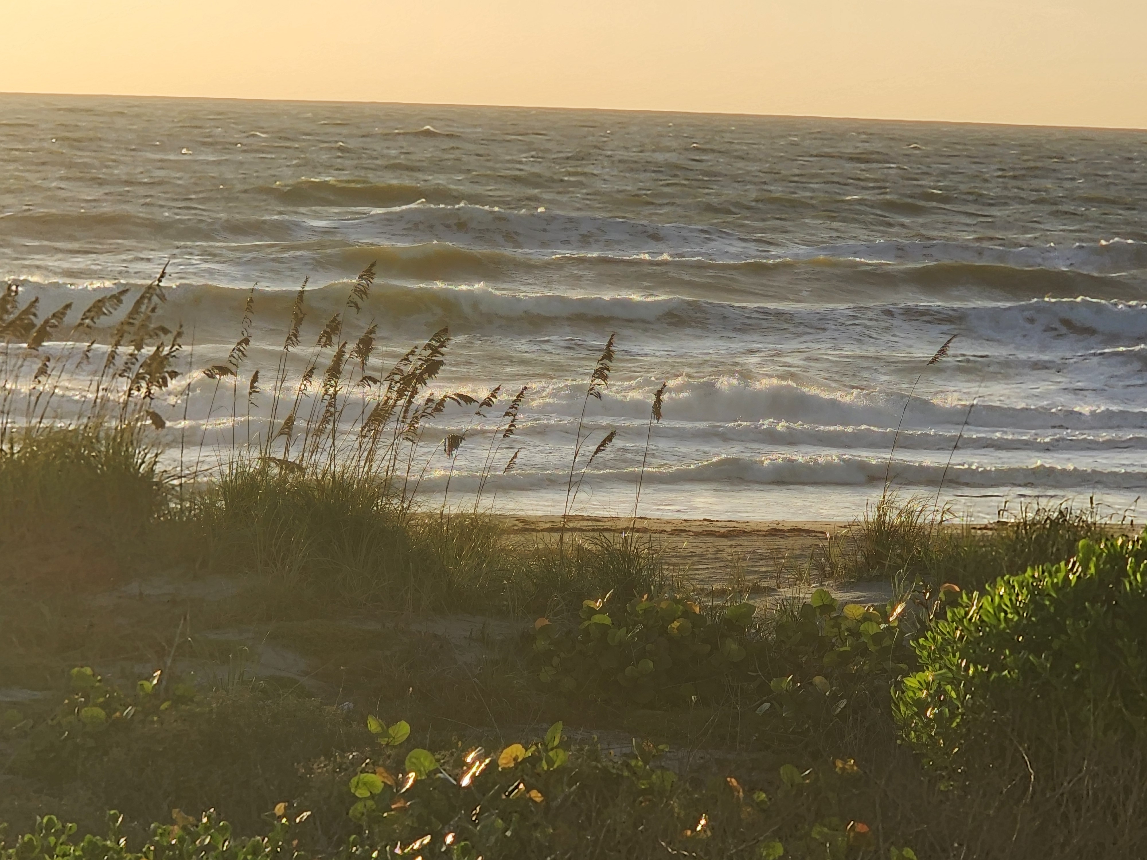 Backlit sea oats bending in the wind over rows of whitewater on the incoming tide at Cocoa Beach, sea grapes glowing in golden light