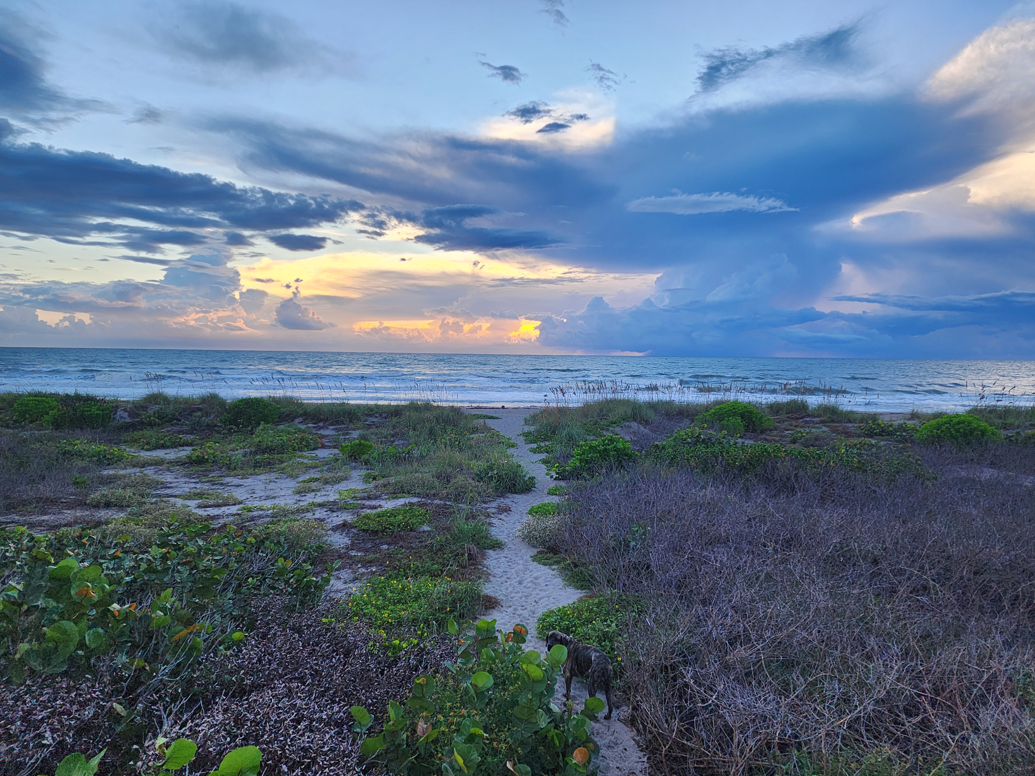 Athena the brindle surf dog on the dune crossing at first light, sunrise glowing through a wide band of storm clouds over the ocean, South Cocoa Beach