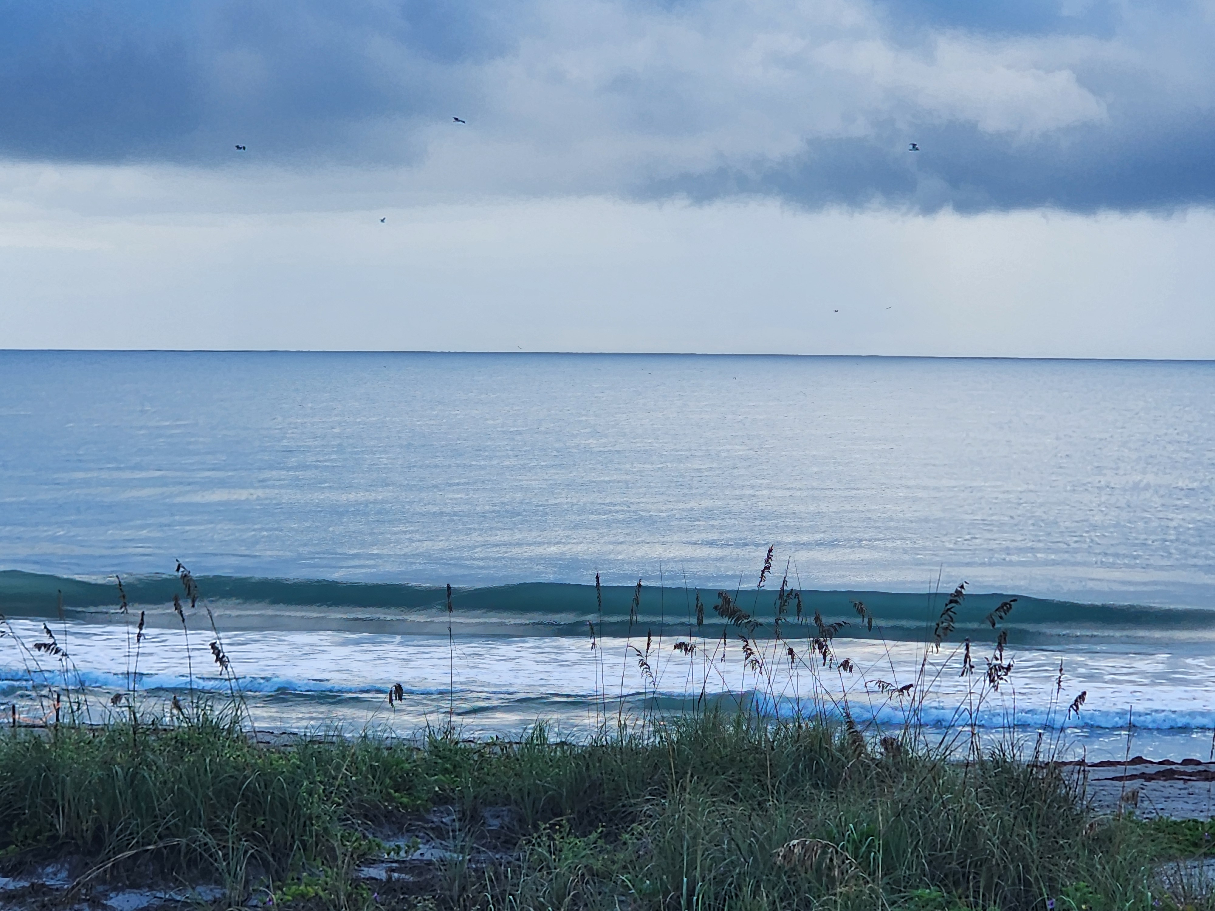 Glassy small wave standing up on the inside at South Cocoa Beach with sea oats in the foreground and seabirds under heavy gray clouds