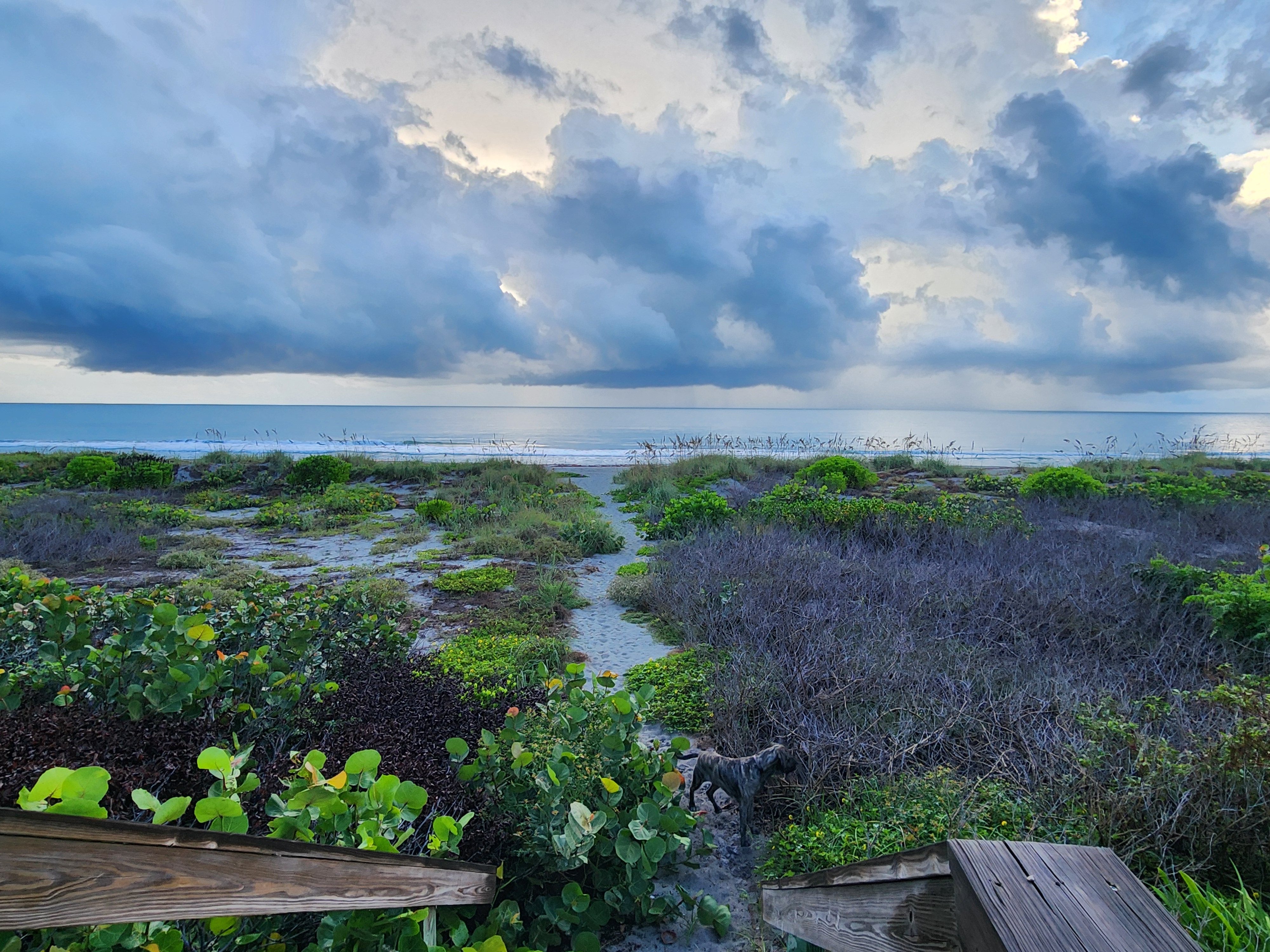 Athena the brindle dog on the sandy dune path through sea grapes and railroad vine, with storm clouds and an offshore rain shaft over a calm Atlantic in Cocoa Beach