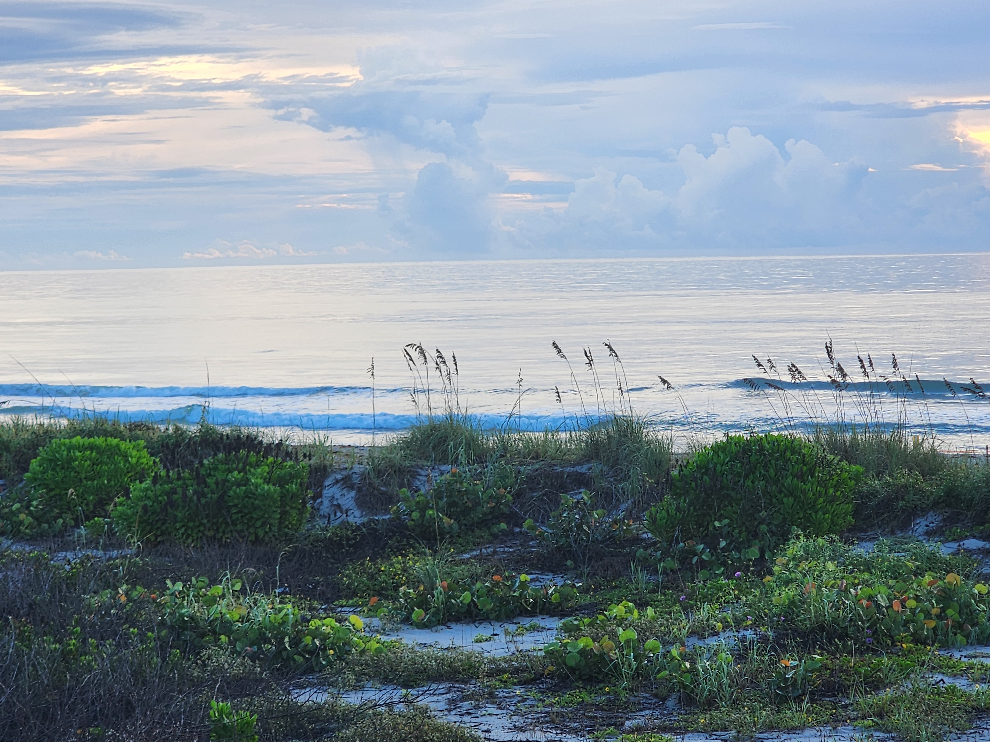 Glassy 1-2 ft waves peeling beyond sea oats and sea grapes on the Cocoa Beach dunes under soft pastel sunrise clouds