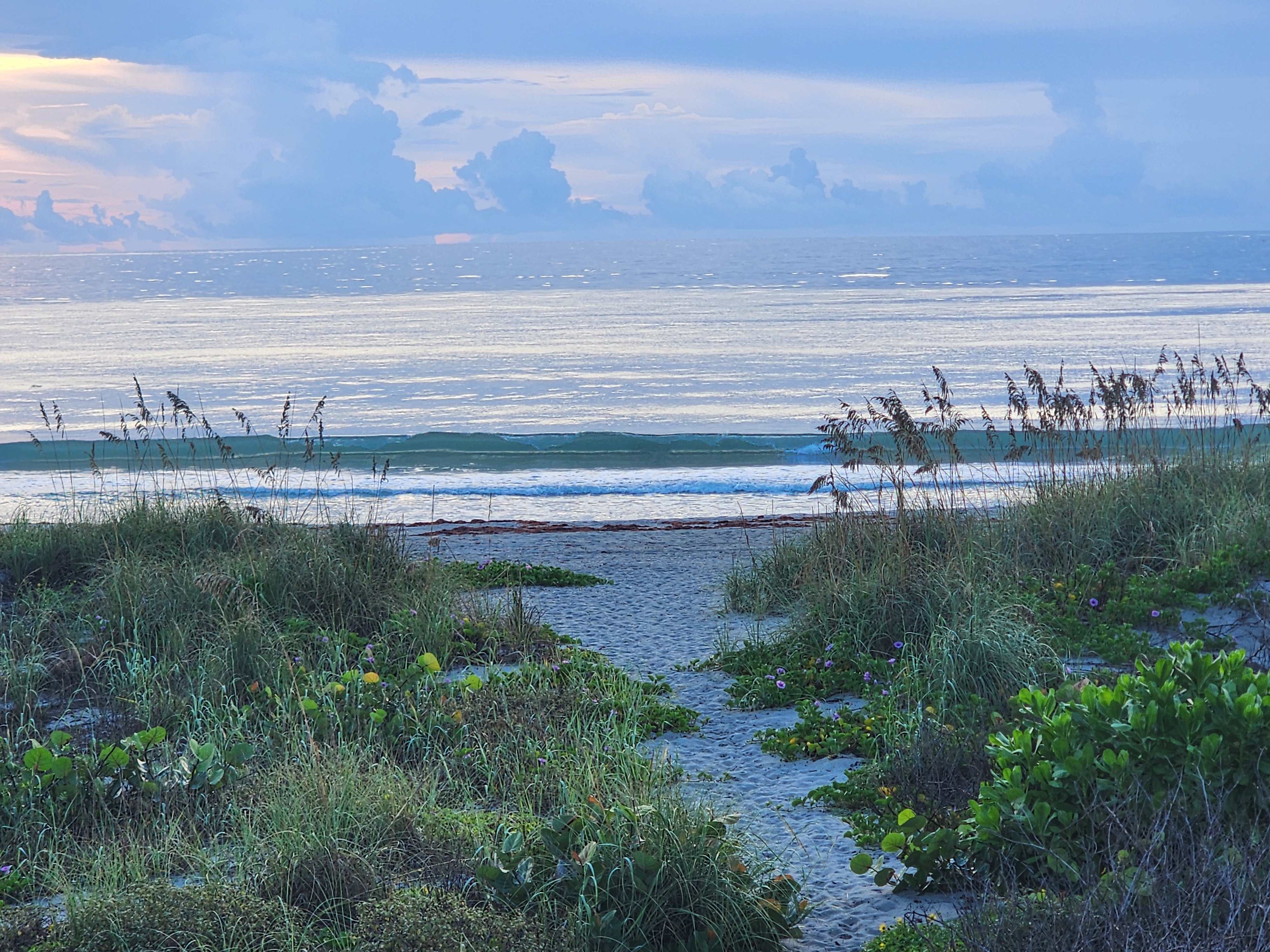 Clean knee-high wave standing up over glassy water at the end of a sandy dune path lined with sea oats and morning glory in Cocoa Beach