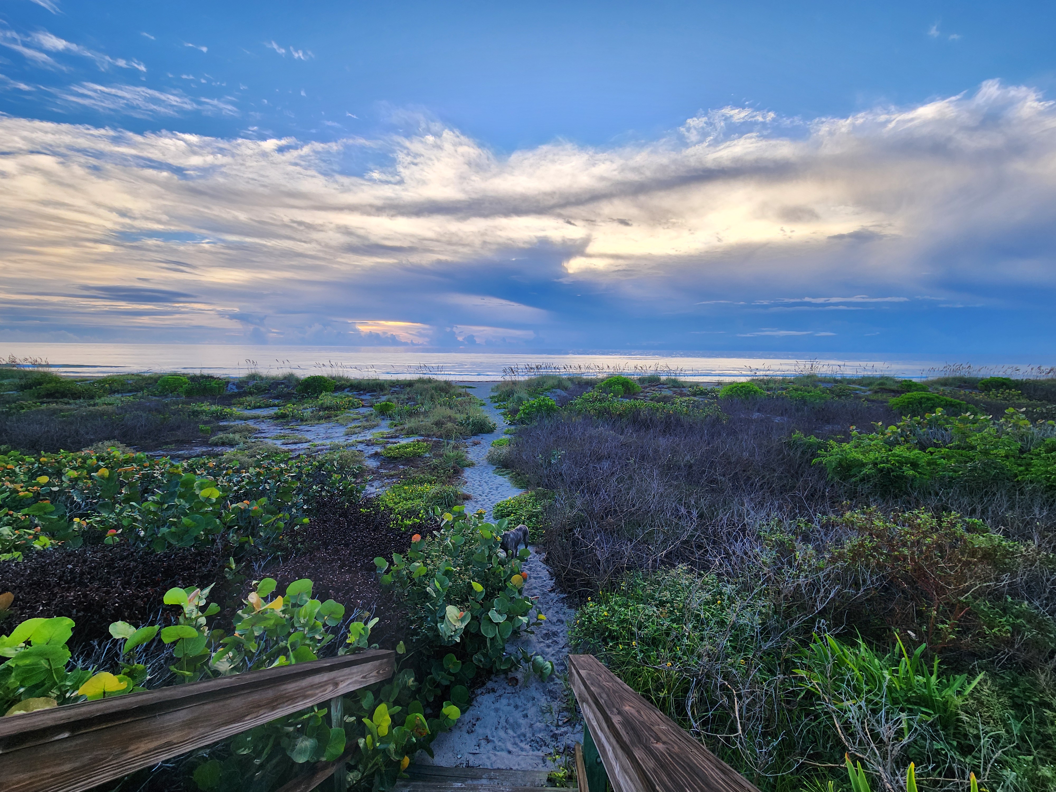 Wide view from the dune crossover in Cocoa Beach as Athena heads down the sand path through sea grapes toward a calm, windless ocean