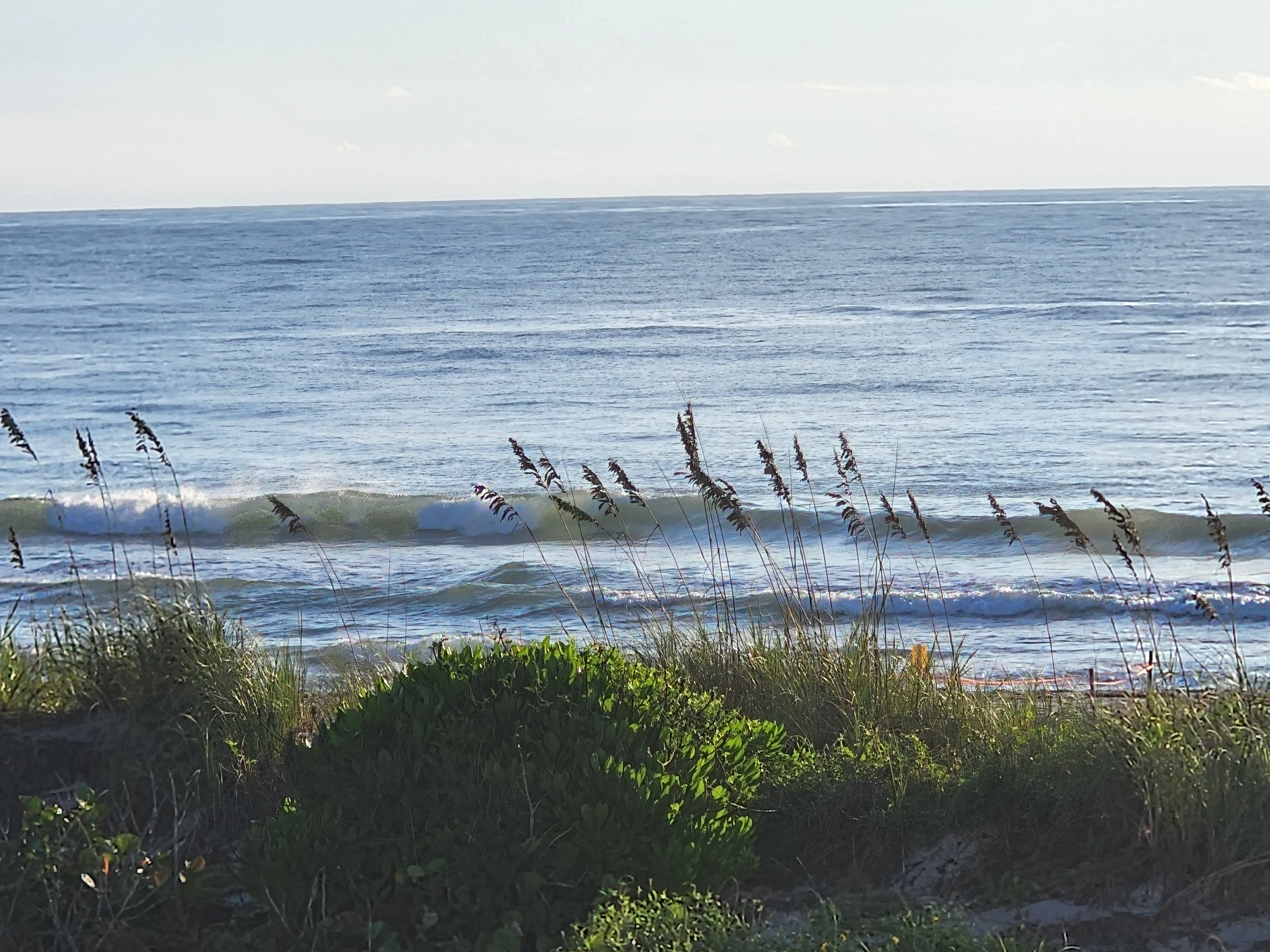 Small clean wave feathering in the morning light, framed by backlit sea oats