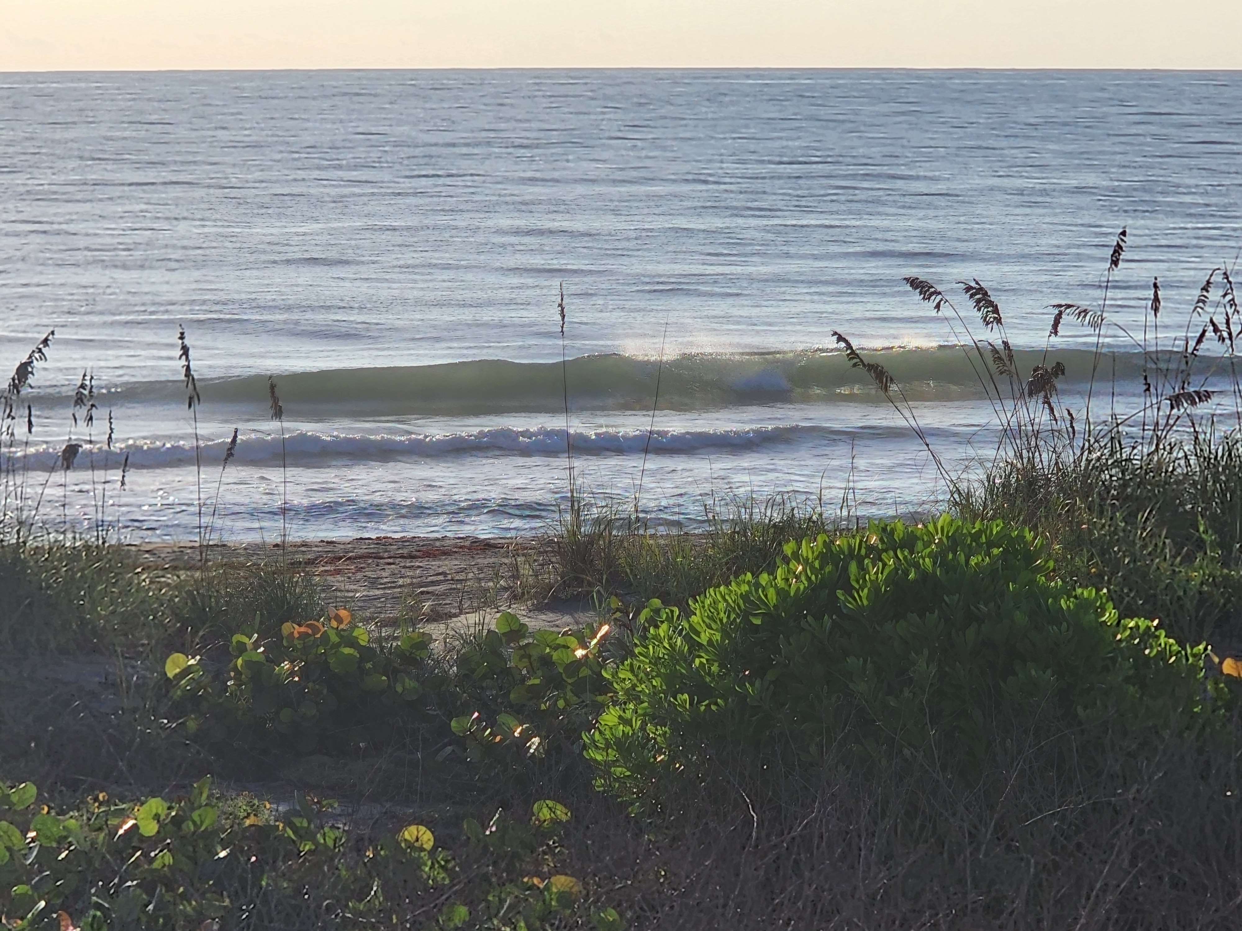 Glassy green 1-2 ft wave peeling with offshore spray, sea grape and dune plants in front