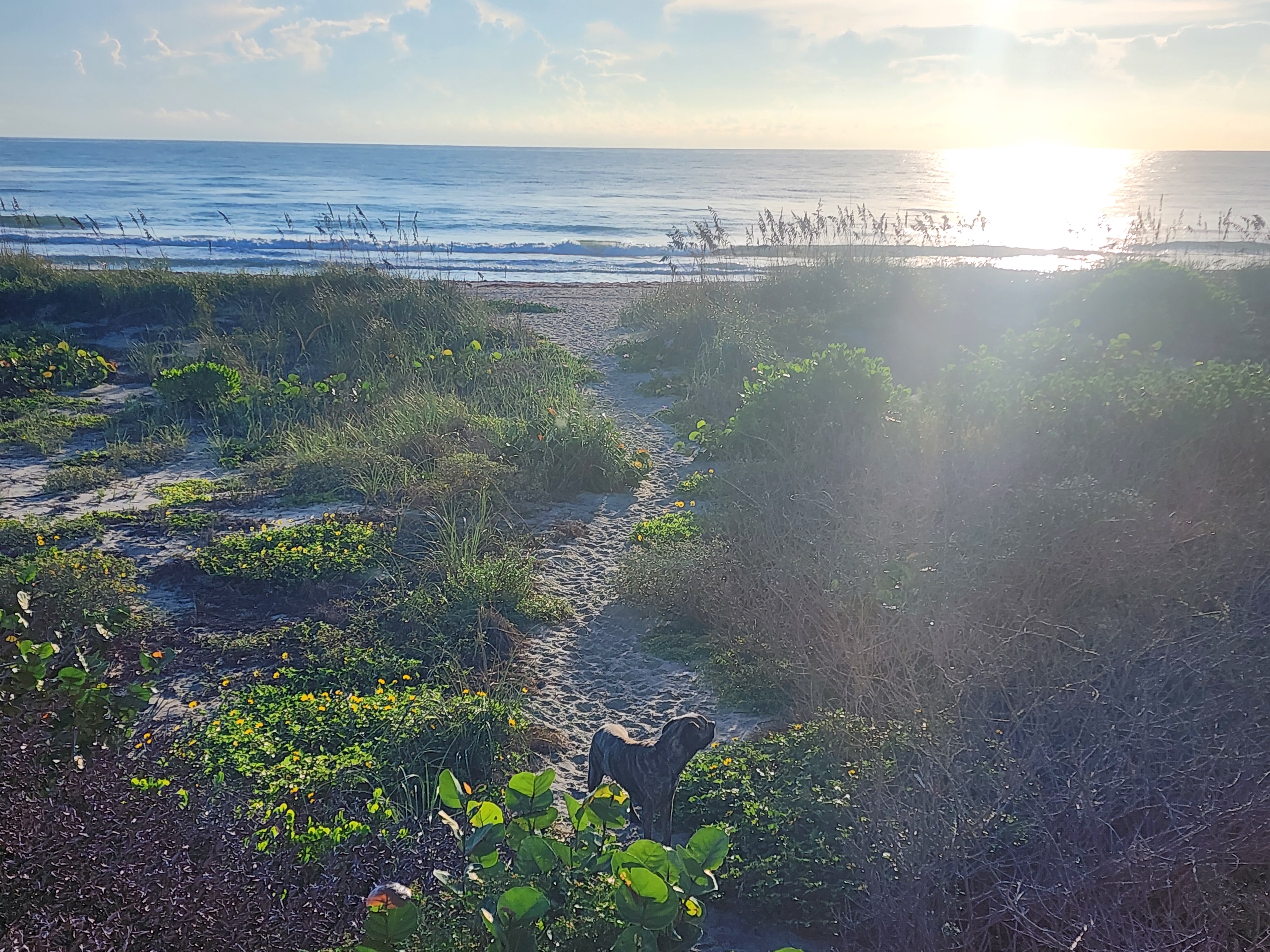 Dog standing on the sandy dune path to the beach with the sun glinting off the water