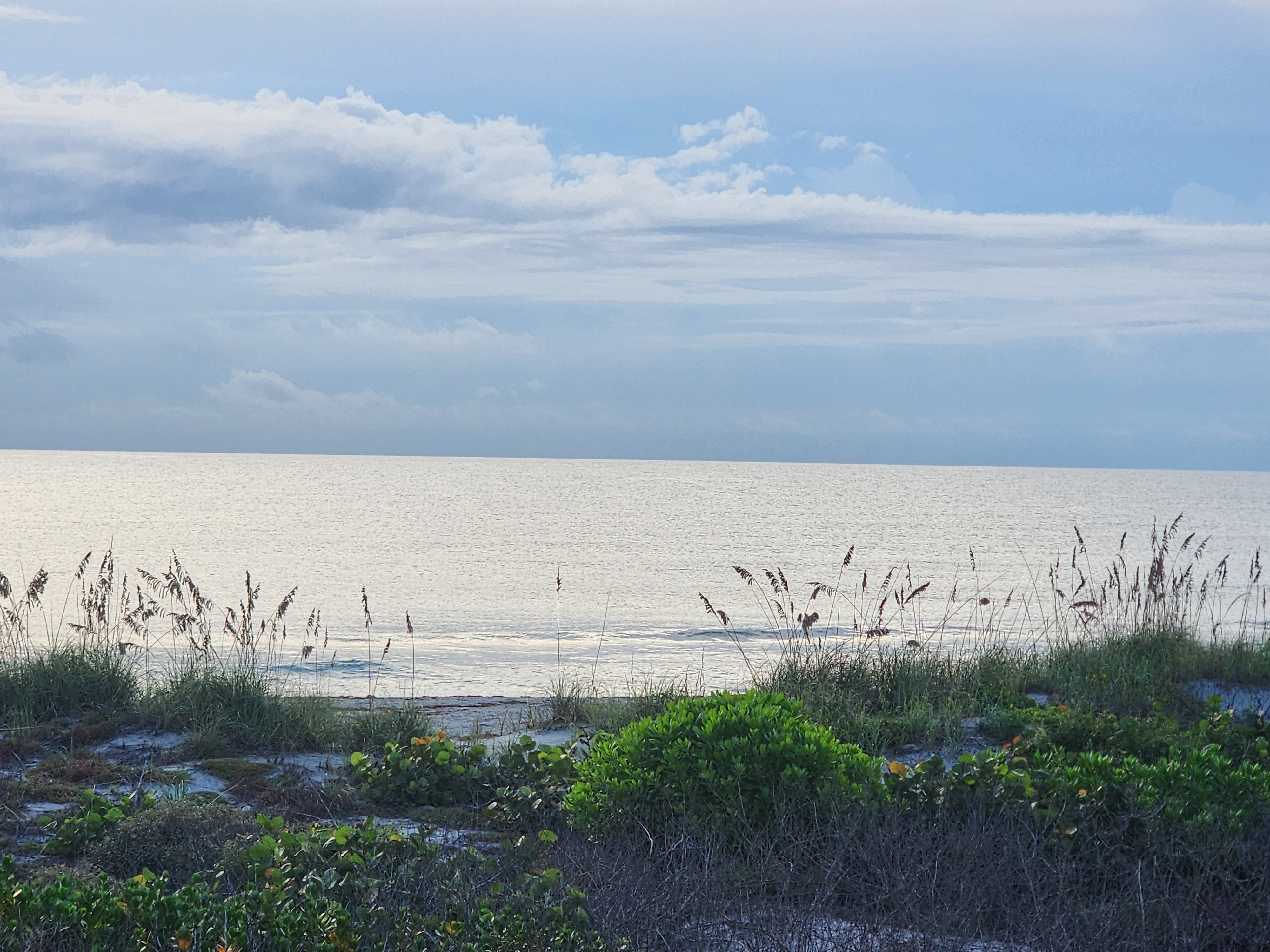 Wide view of a calm, shimmering ocean framed by sea oats and green dune vegetation beneath soft white and blue clouds