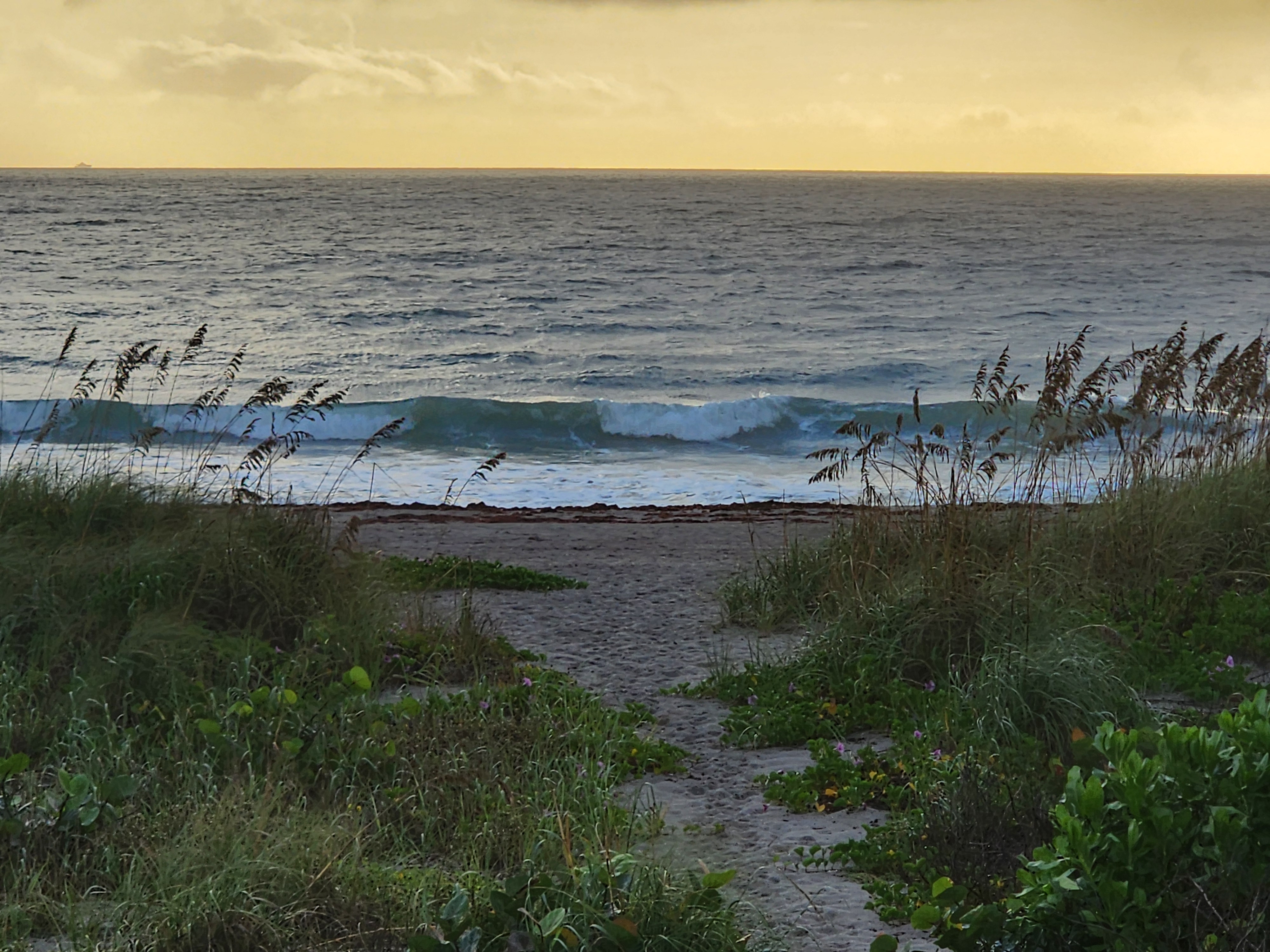 Sandy dune path framed by sea oats and pink beach morning glory leading down to a peeling left, a line of seaweed along the high tide mark under a yellow sunrise sky.