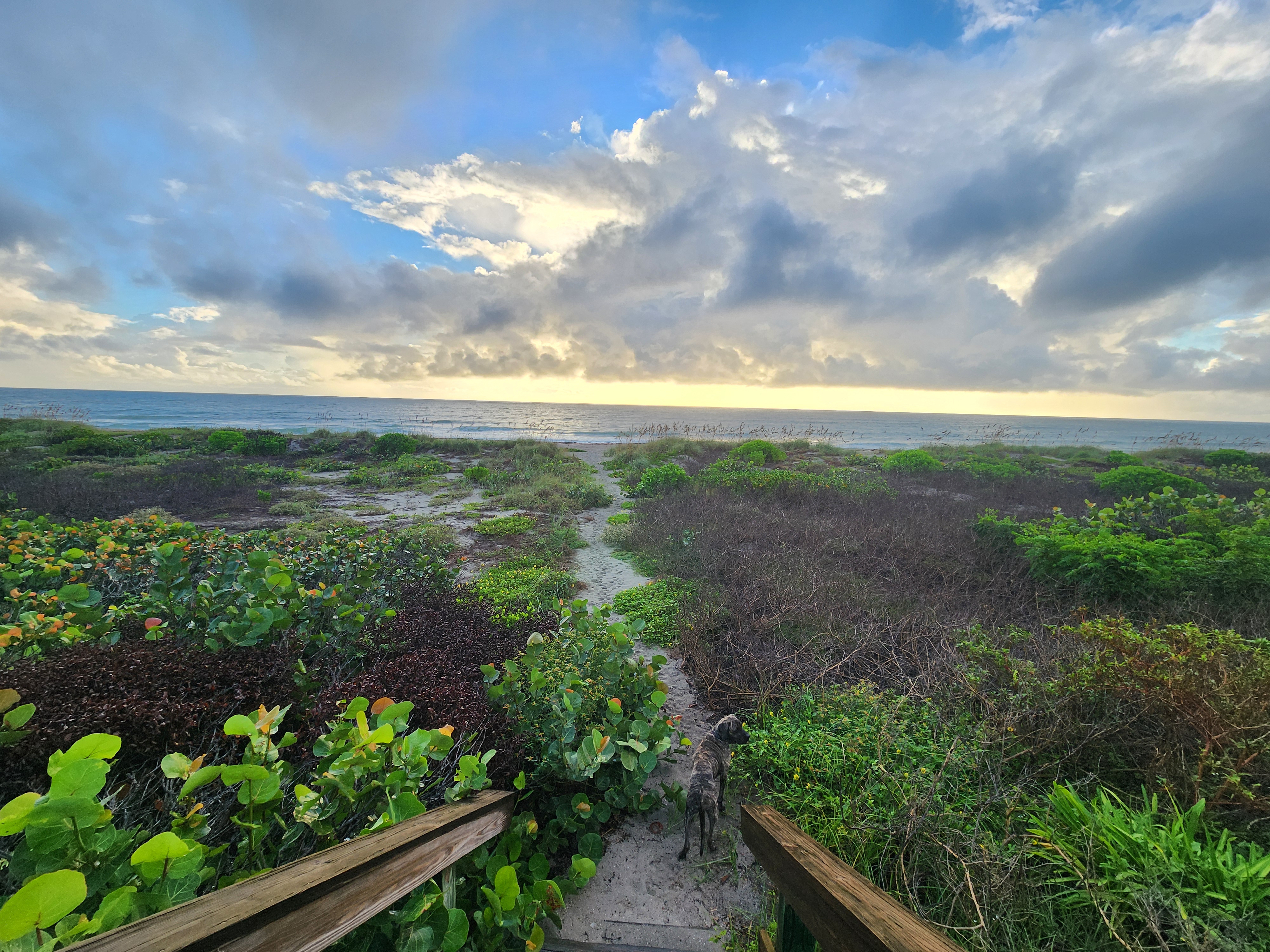 Wide view from the dune crossover steps as Athena stands on the sandy path through sea grapes and dune scrub, blue sky breaking through big clouds over the Atlantic.