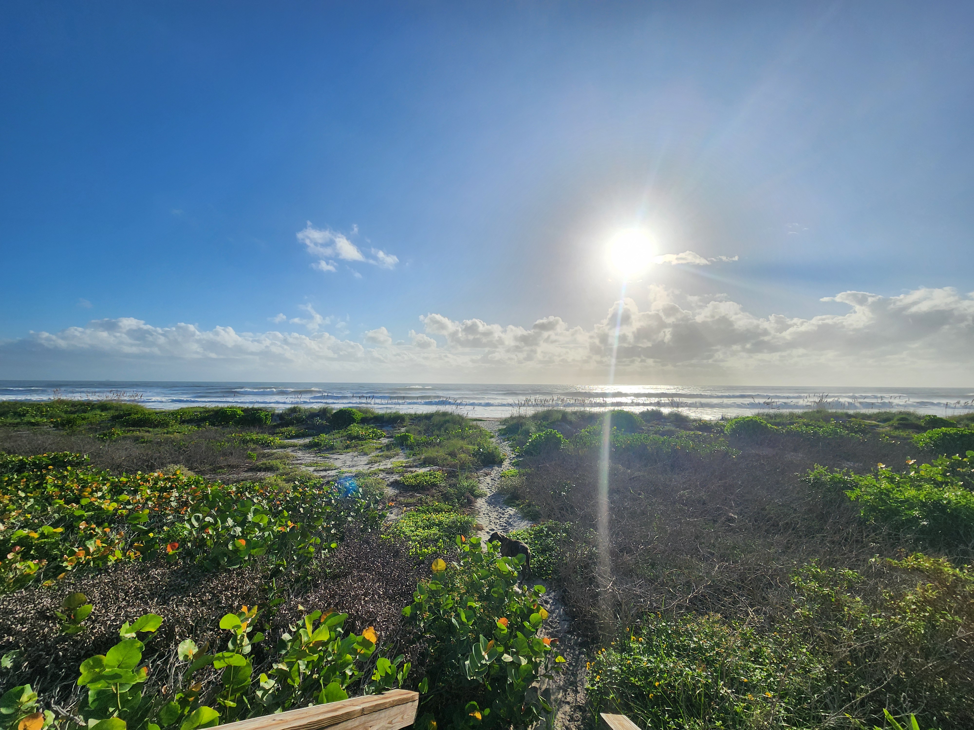 Wide view down the sandy dune path through sea grapes to the surf under a bright sun, with Athena trotting ahead