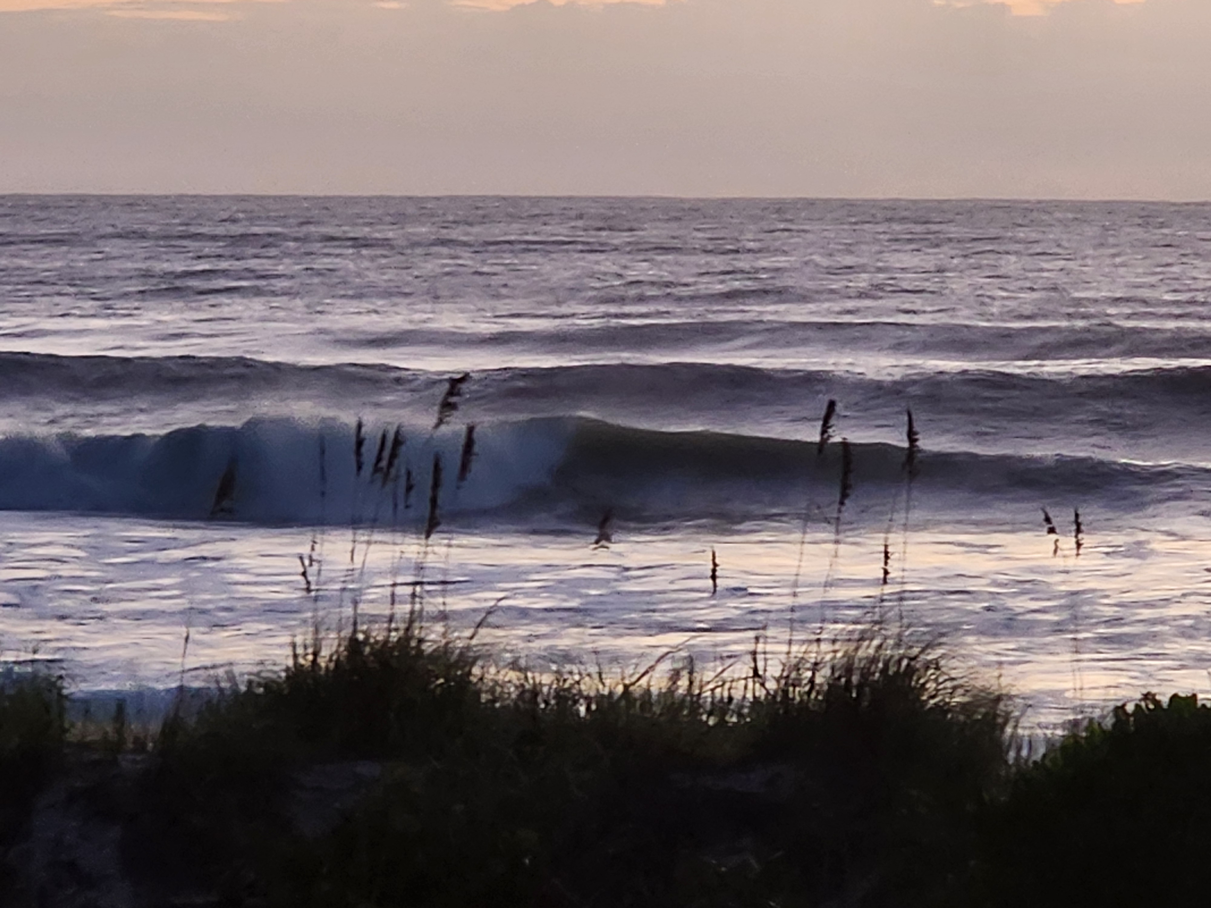 A dark wave pitching in the NNW wind behind silhouetted sea oats, whitewater washing across the inside under a soft pink dawn sky over the Cocoa Beach dunes.