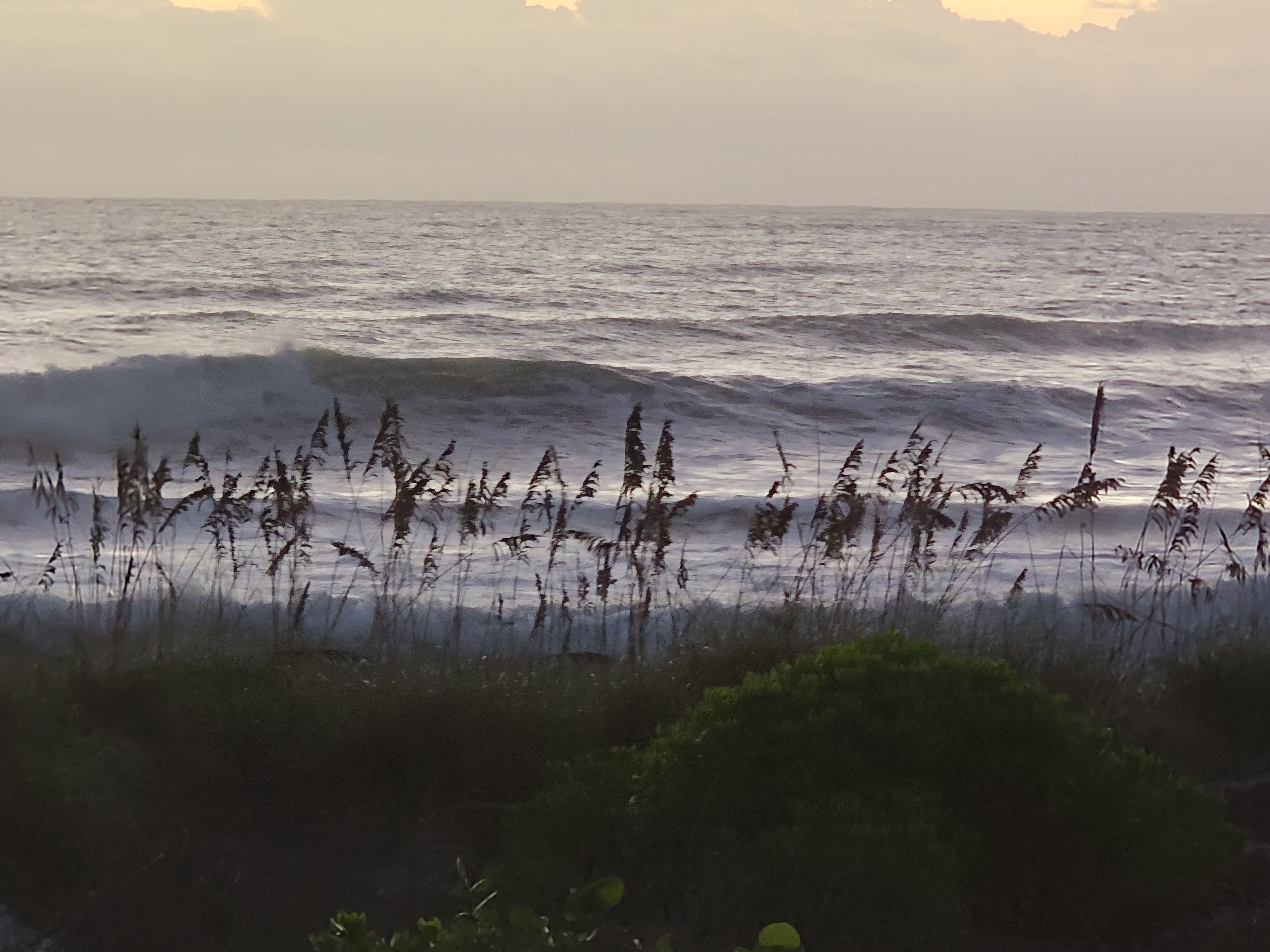 Jumbled, wind-blown surf exploding through a dense stand of sea oats, sea grapes rounding out the dune under a pale gray sunrise sky.