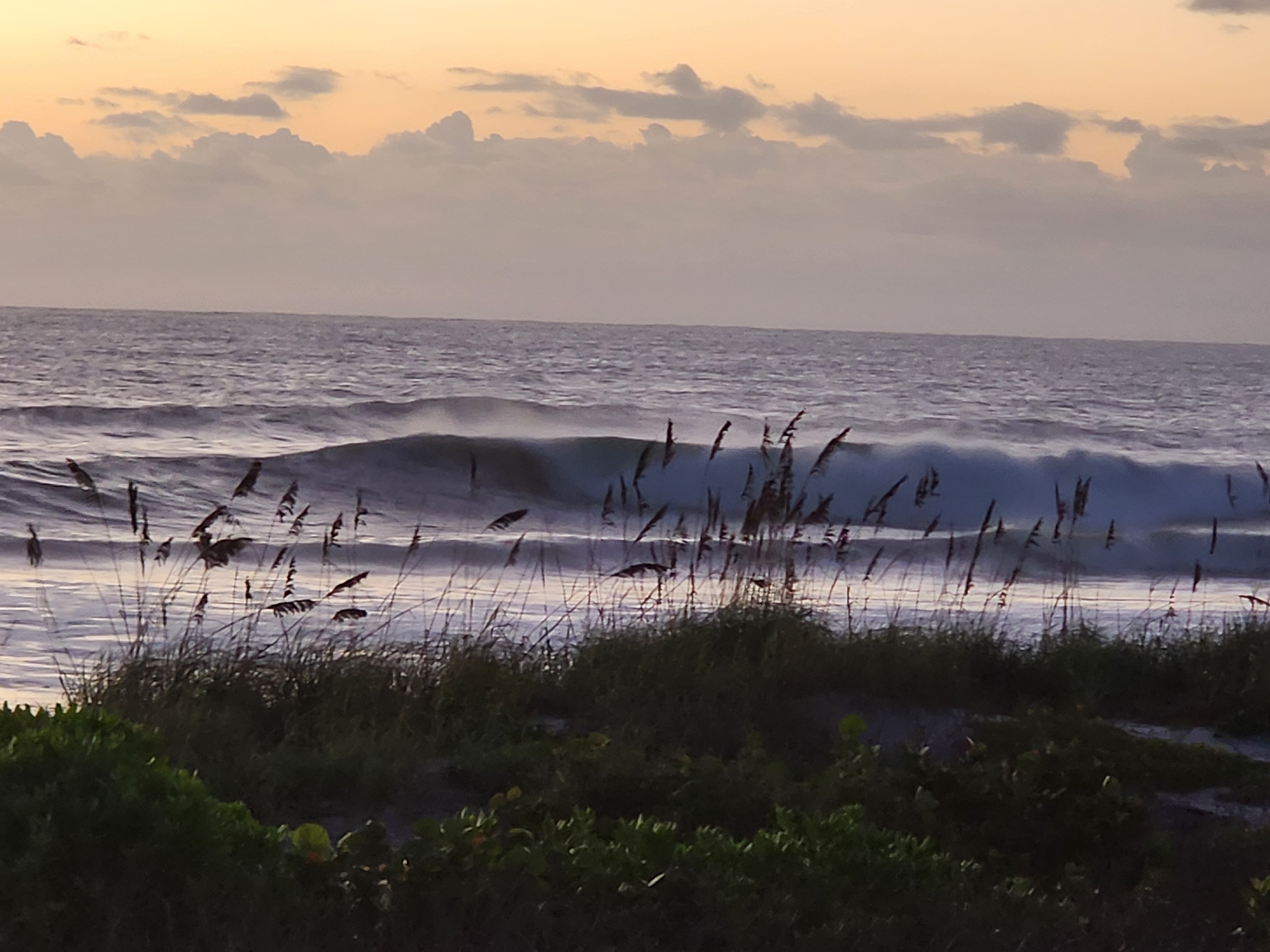 A heavy set wave peeling and spraying behind leaning sea oats, sea grapes and dune scrub in the foreground and scattered clouds across a peach sky.