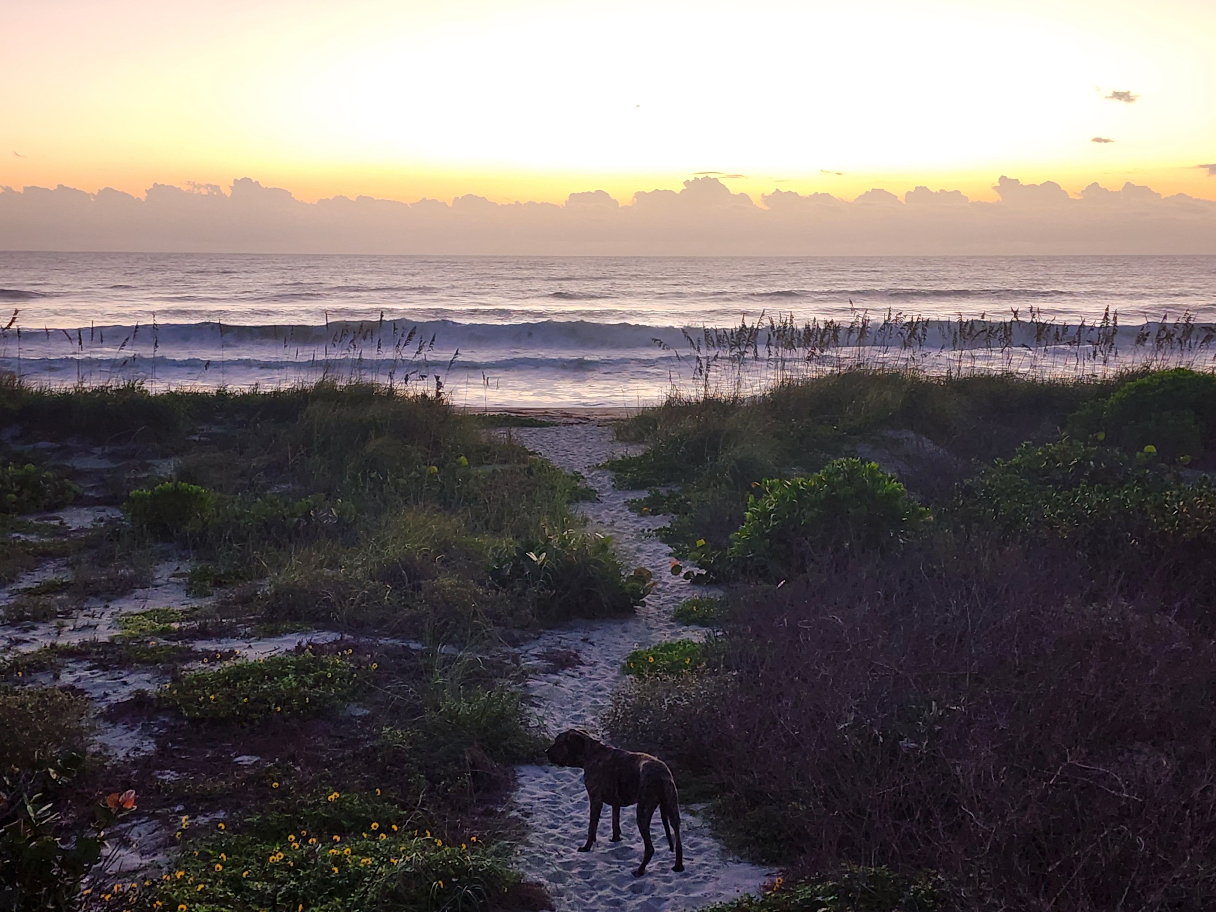 Athena standing on the sandy dune path through sea grapes and beach sunflowers, watching the whitewater roll in as the sun rises behind a low line of clouds over the Atlantic.