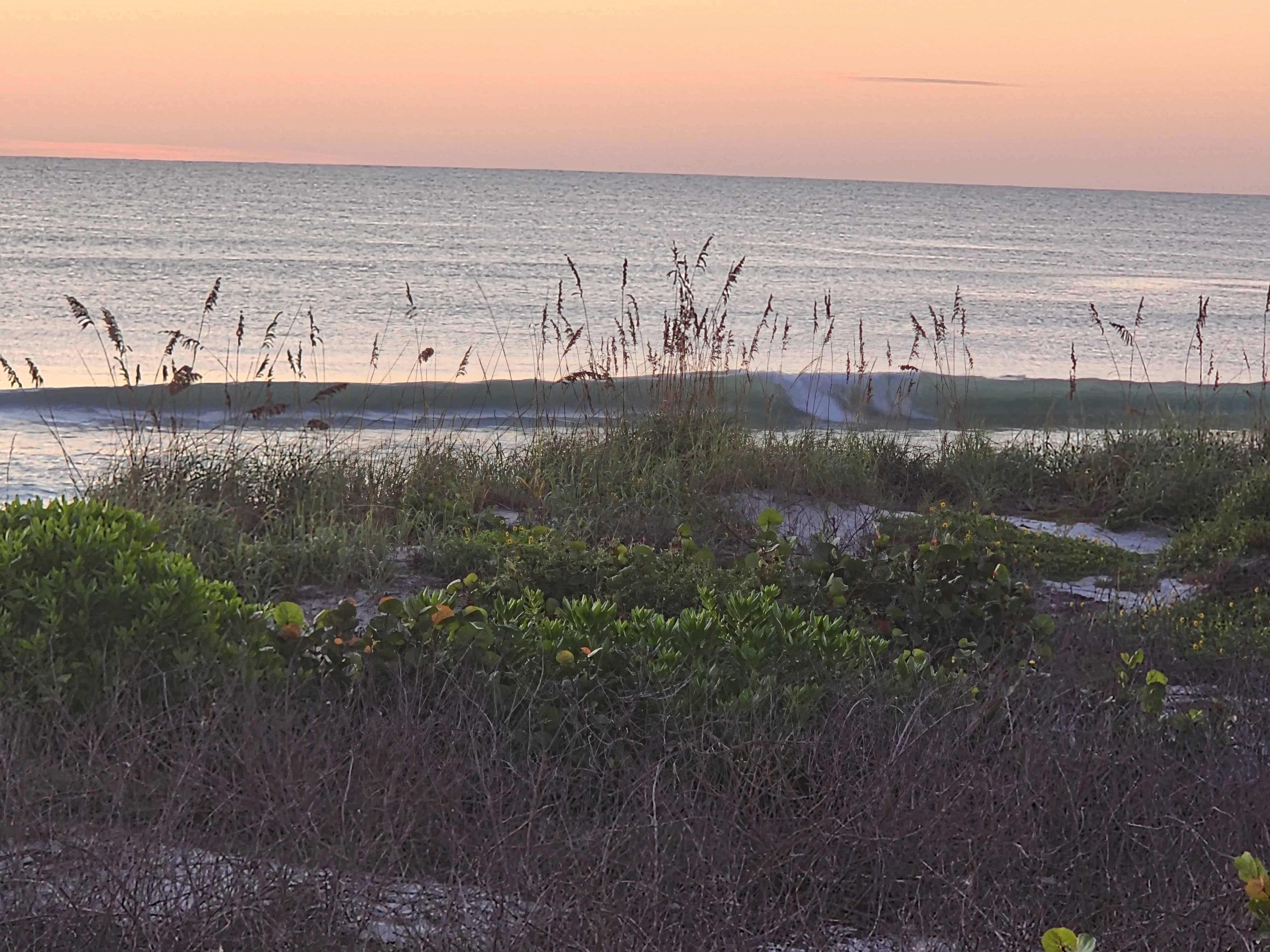 A glassy green wave peeling fast along the inside bar behind silhouetted sea oats, sea grapes and beach sunflowers covering the Cocoa Beach dune under a soft peach dawn sky.
