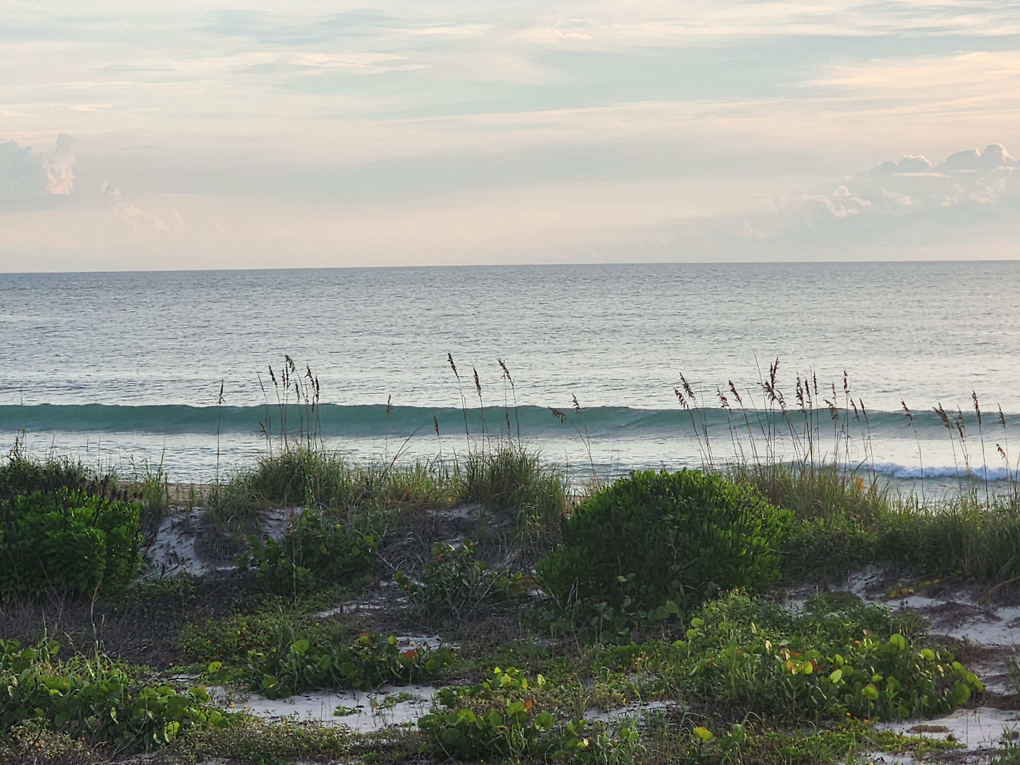 A glassy, waist-high green wall of water lined up behind the dune grass and sea grape