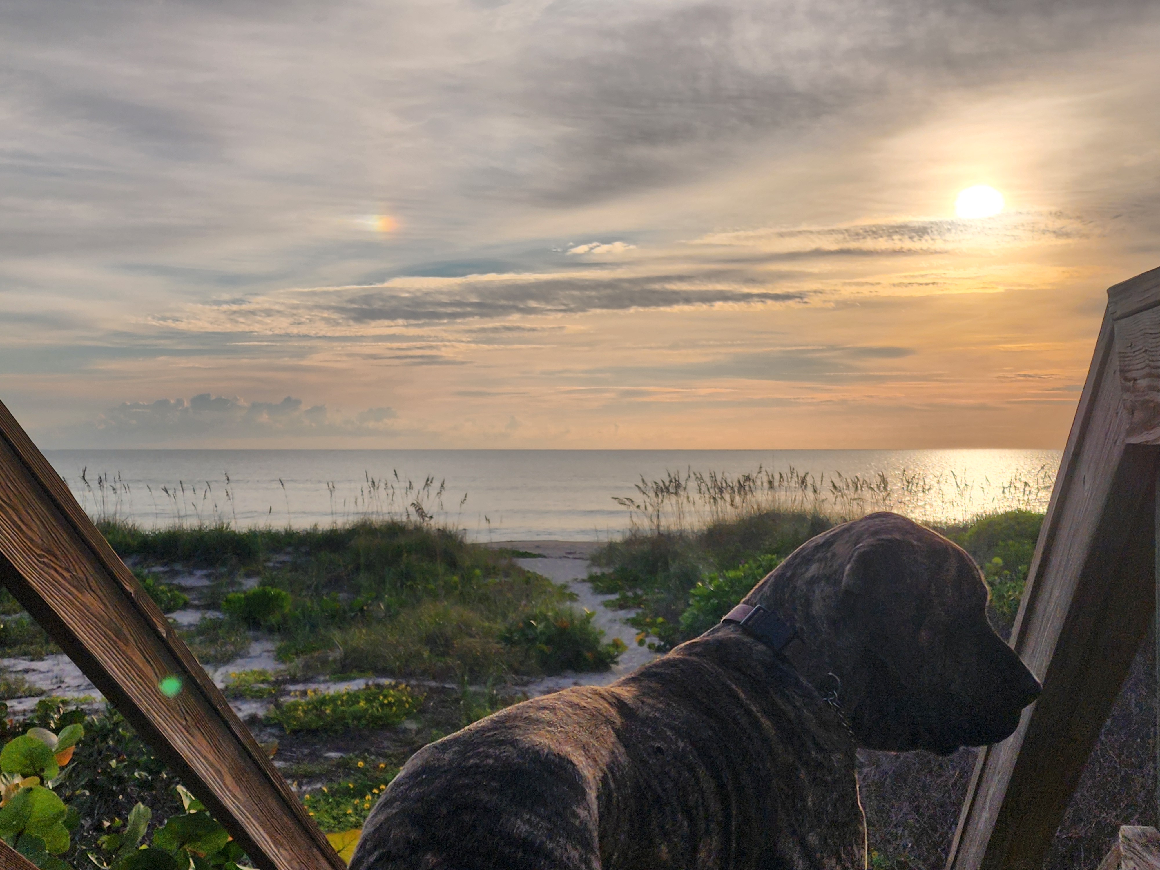 Athena, a brindle dog, looking out from the beach crossover toward the rising sun, with a sundog glowing in the clouds