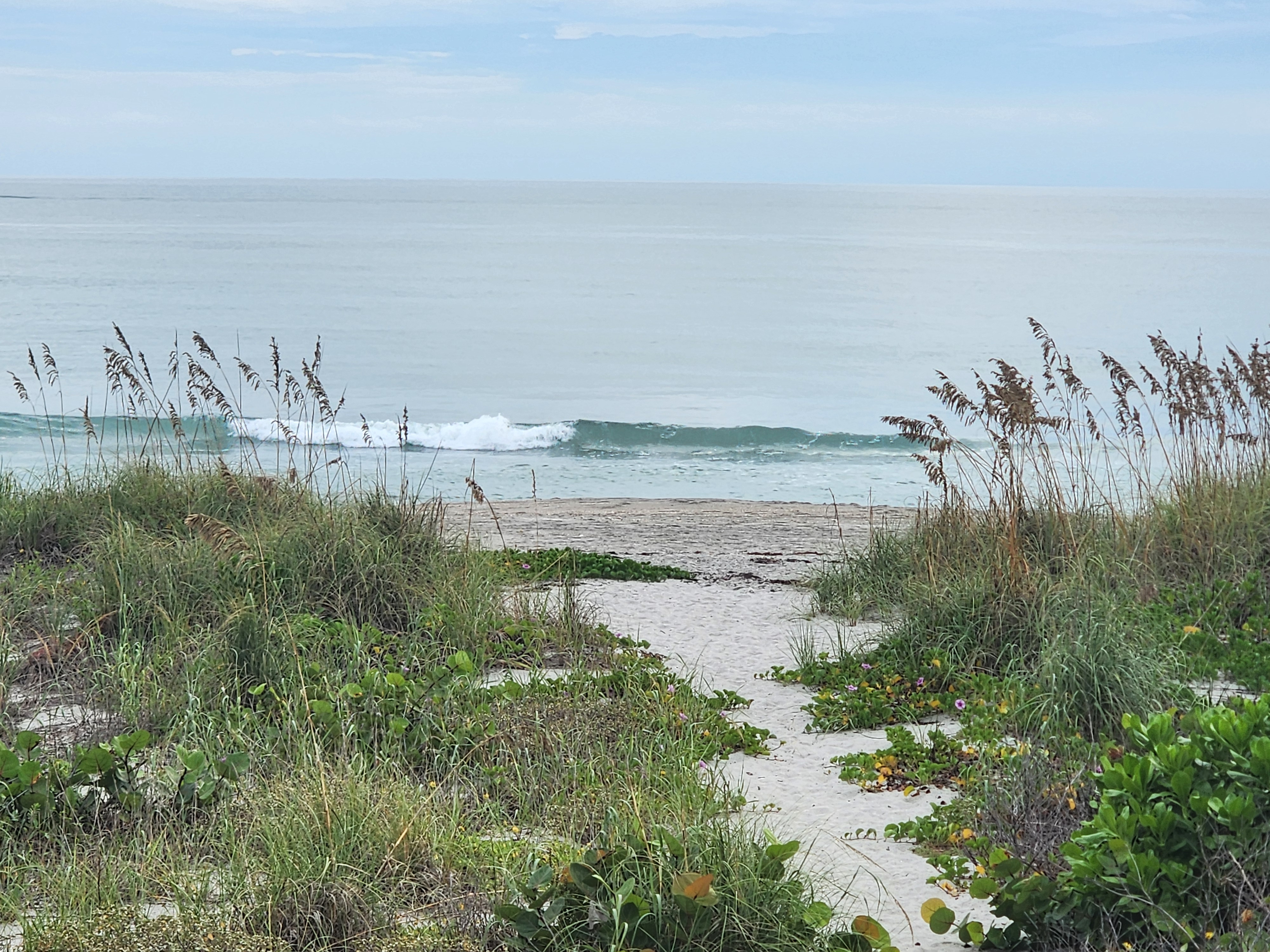 Sandy dune path framed by sea oats, dune grass, and beach morning glory leading down to a small glassy wave peeling on the bar under a soft gray sky.